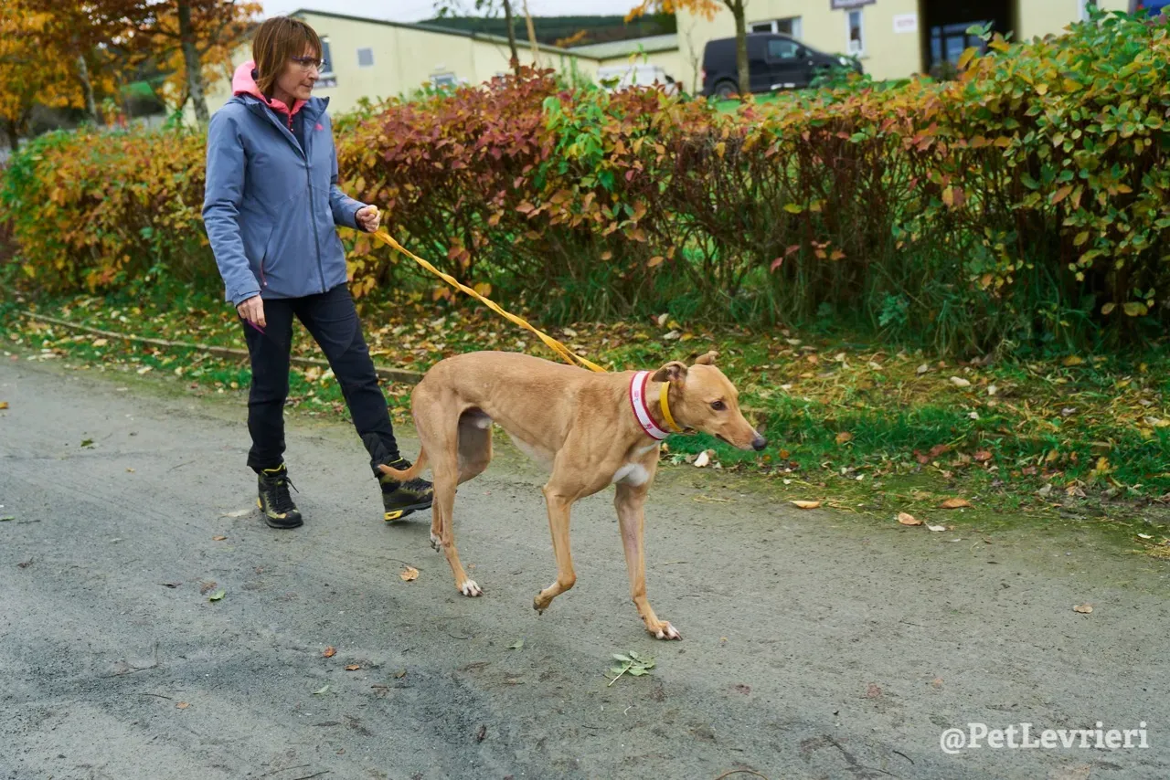 JIM pet levrieri greyhound2