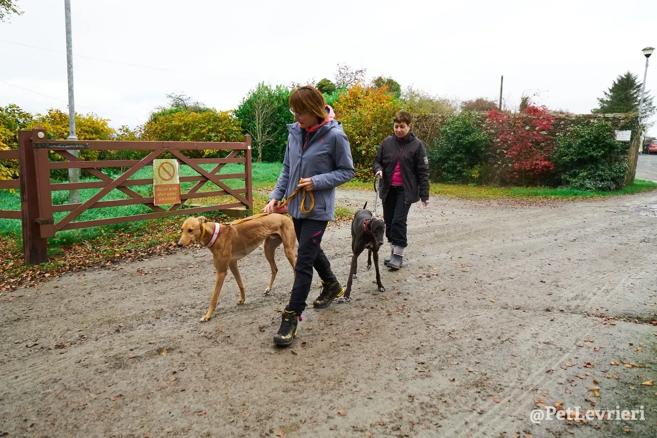 JIM pet levrieri greyhound3