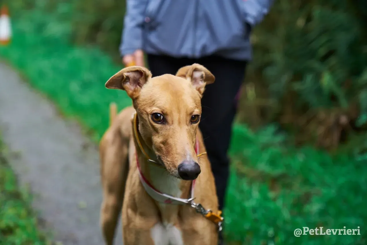 JIM pet levrieri greyhound4