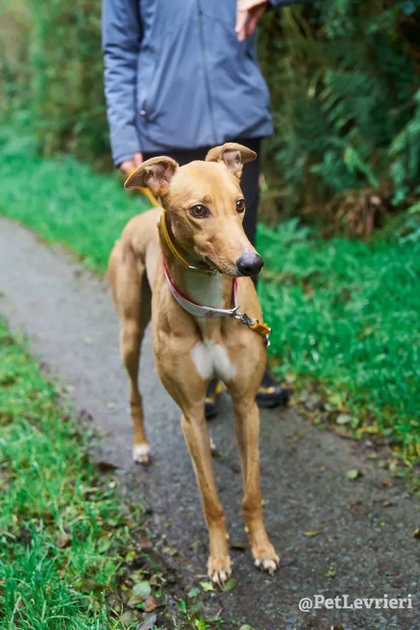JIM pet levrieri greyhound5