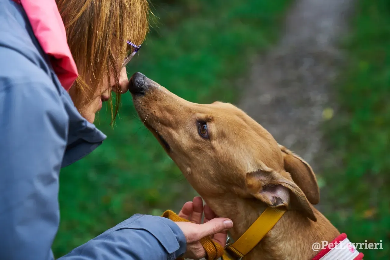 JIM pet levrieri greyhound6