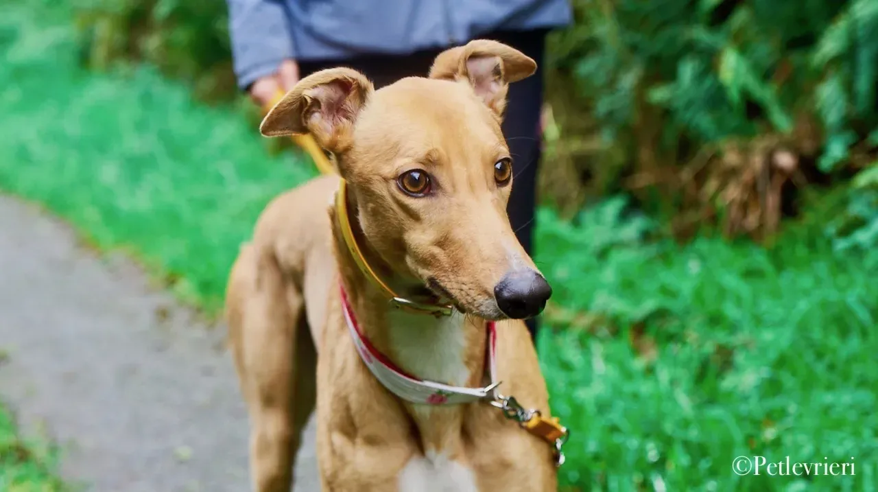 JIM pet levrieri greyhound7