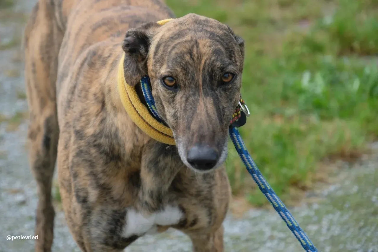 Jack adozione greyhound 1 1