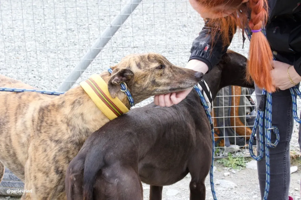 Jack adozione greyhound 10 1