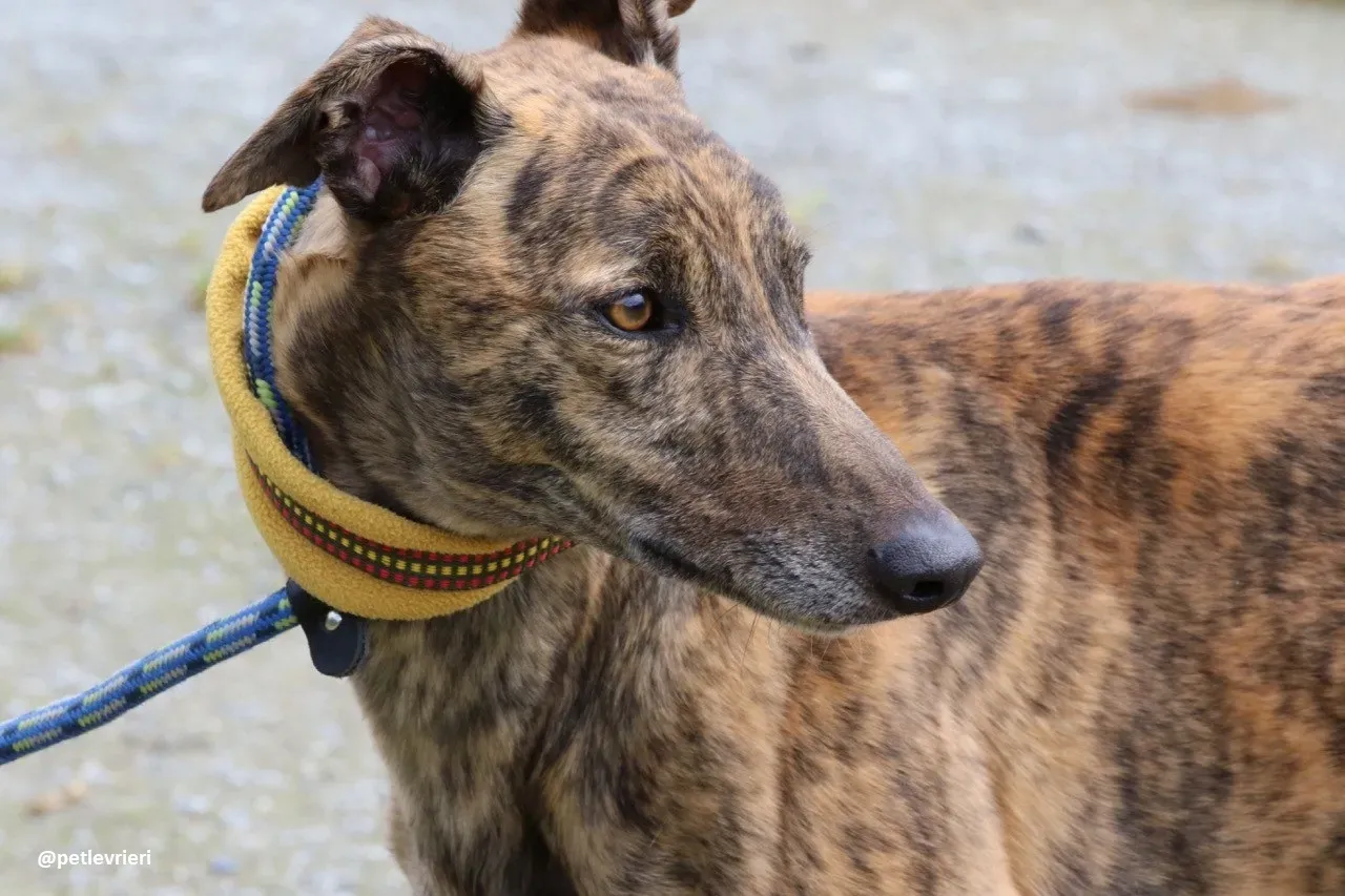 Jack adozione greyhound 11 1