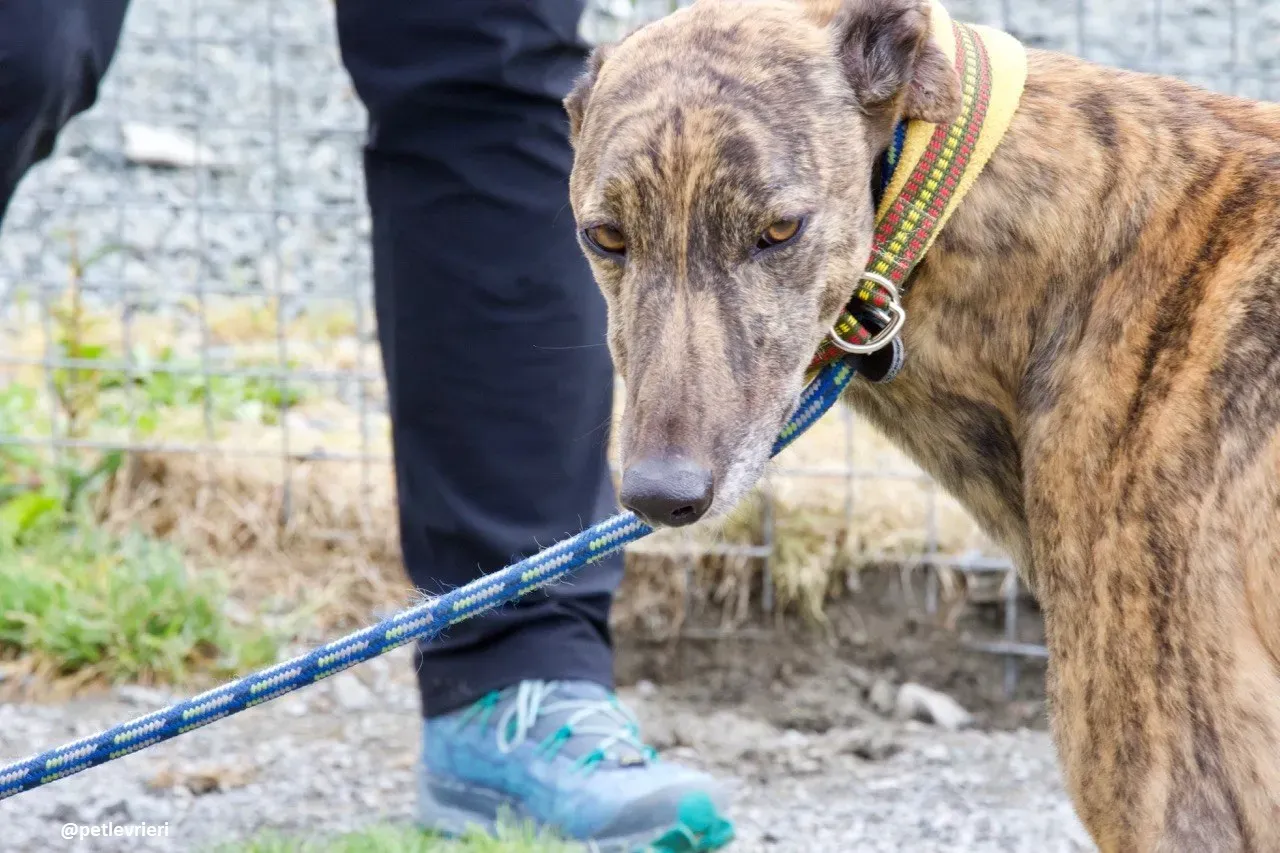 Jack adozione greyhound 12 1