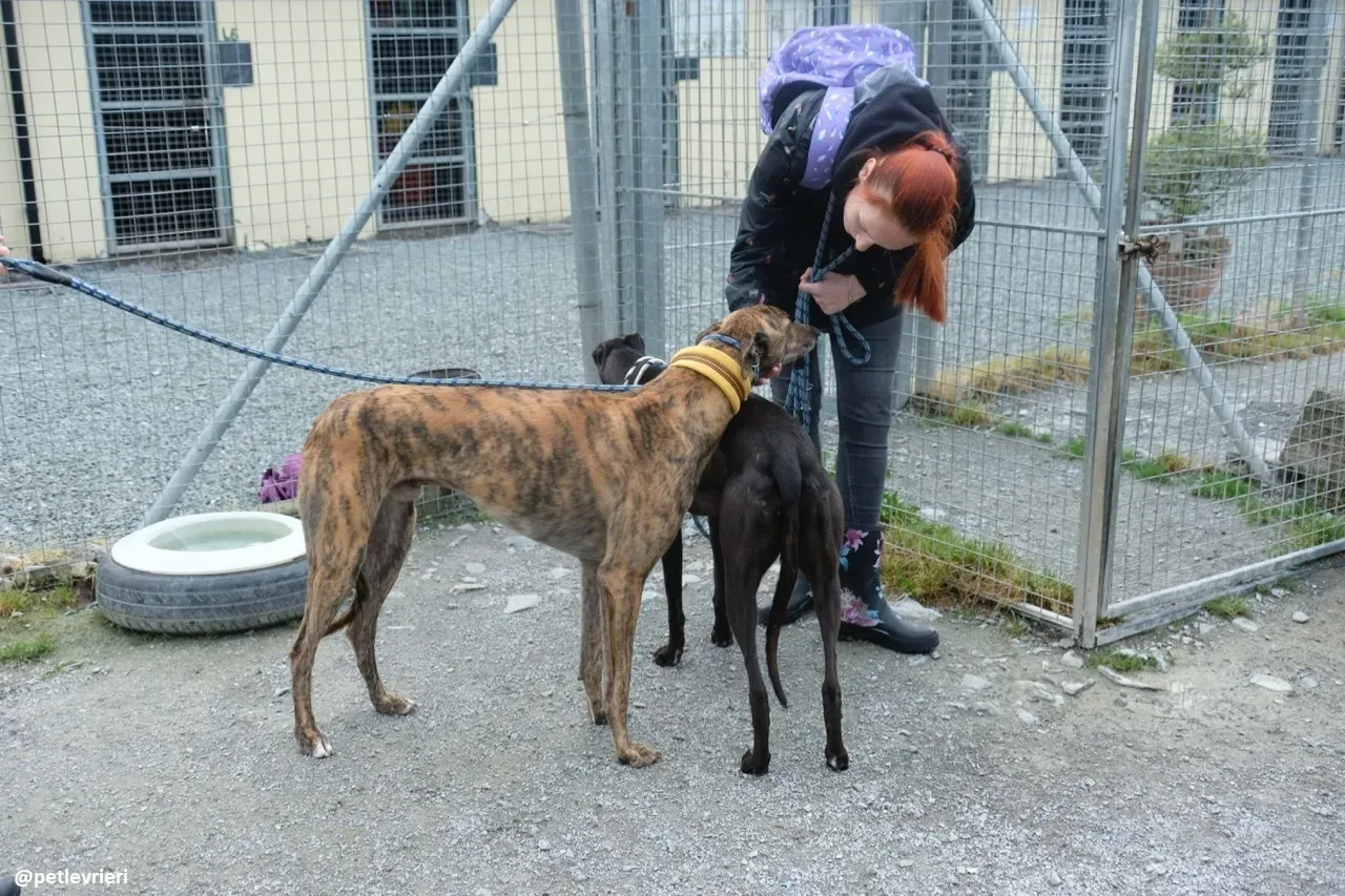 Jack adozione greyhound 12