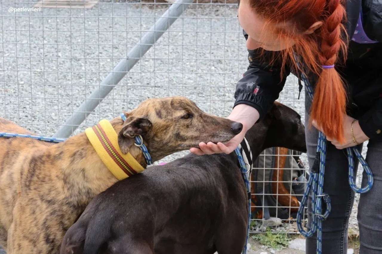 Jack adozione greyhound 13