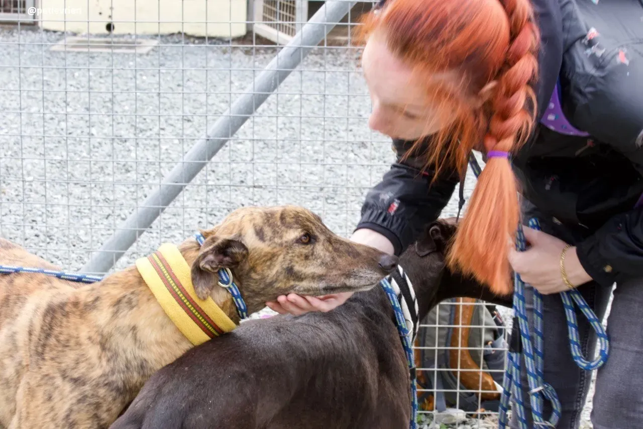 Jack adozione greyhound 14