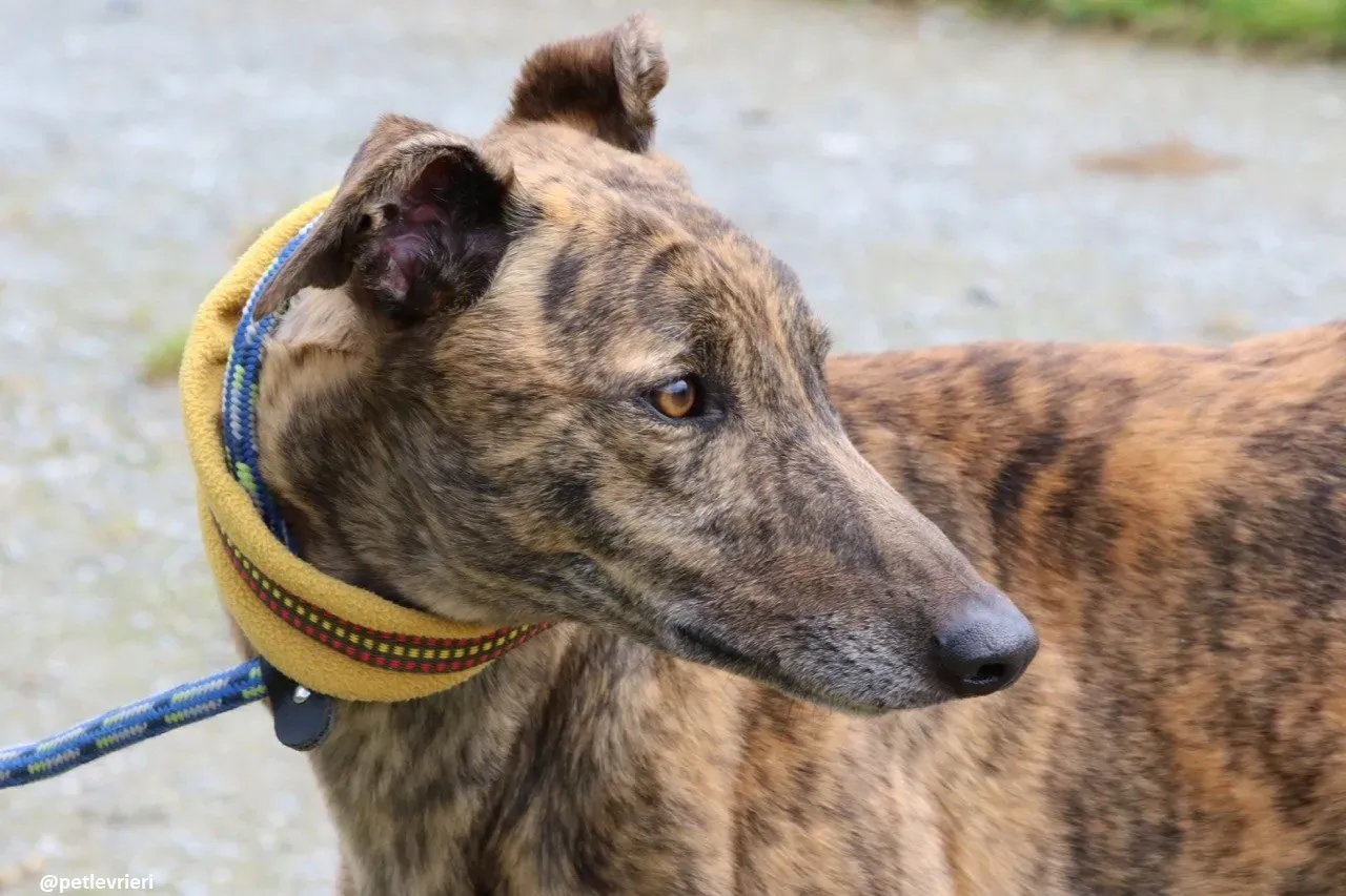 Jack adozione greyhound 15