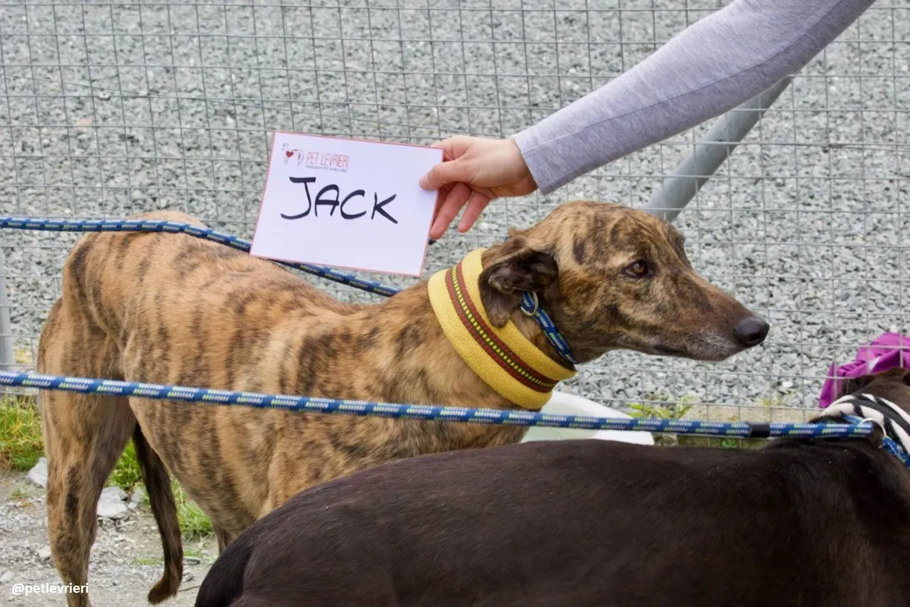 Jack adozione greyhound 16
