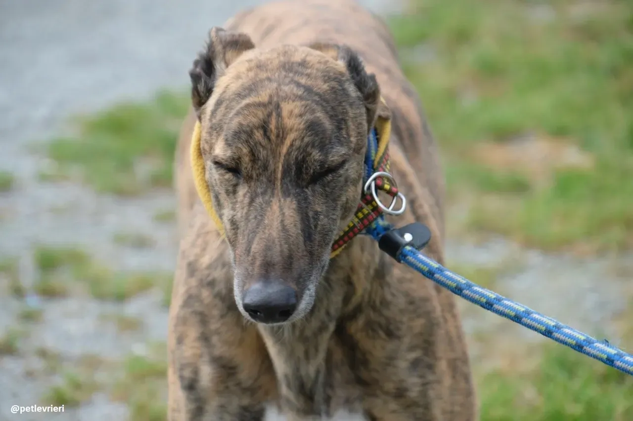 Jack adozione greyhound 2 1