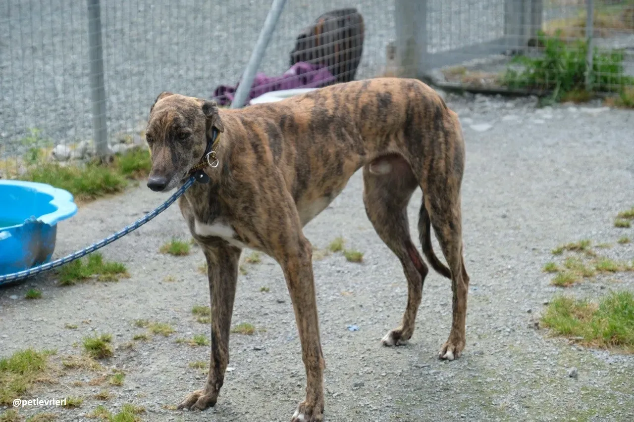 Jack adozione greyhound 3 1