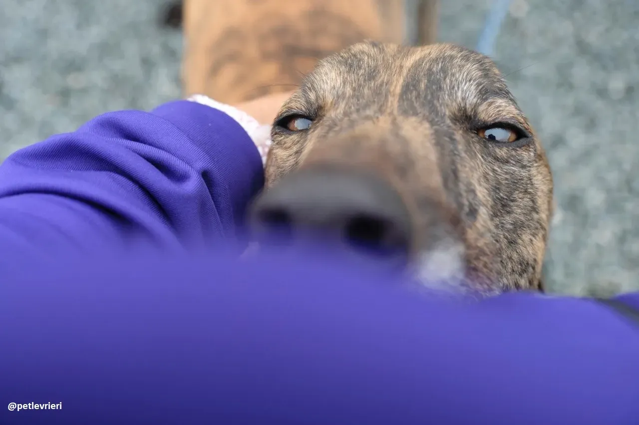 Jack adozione greyhound 4 1