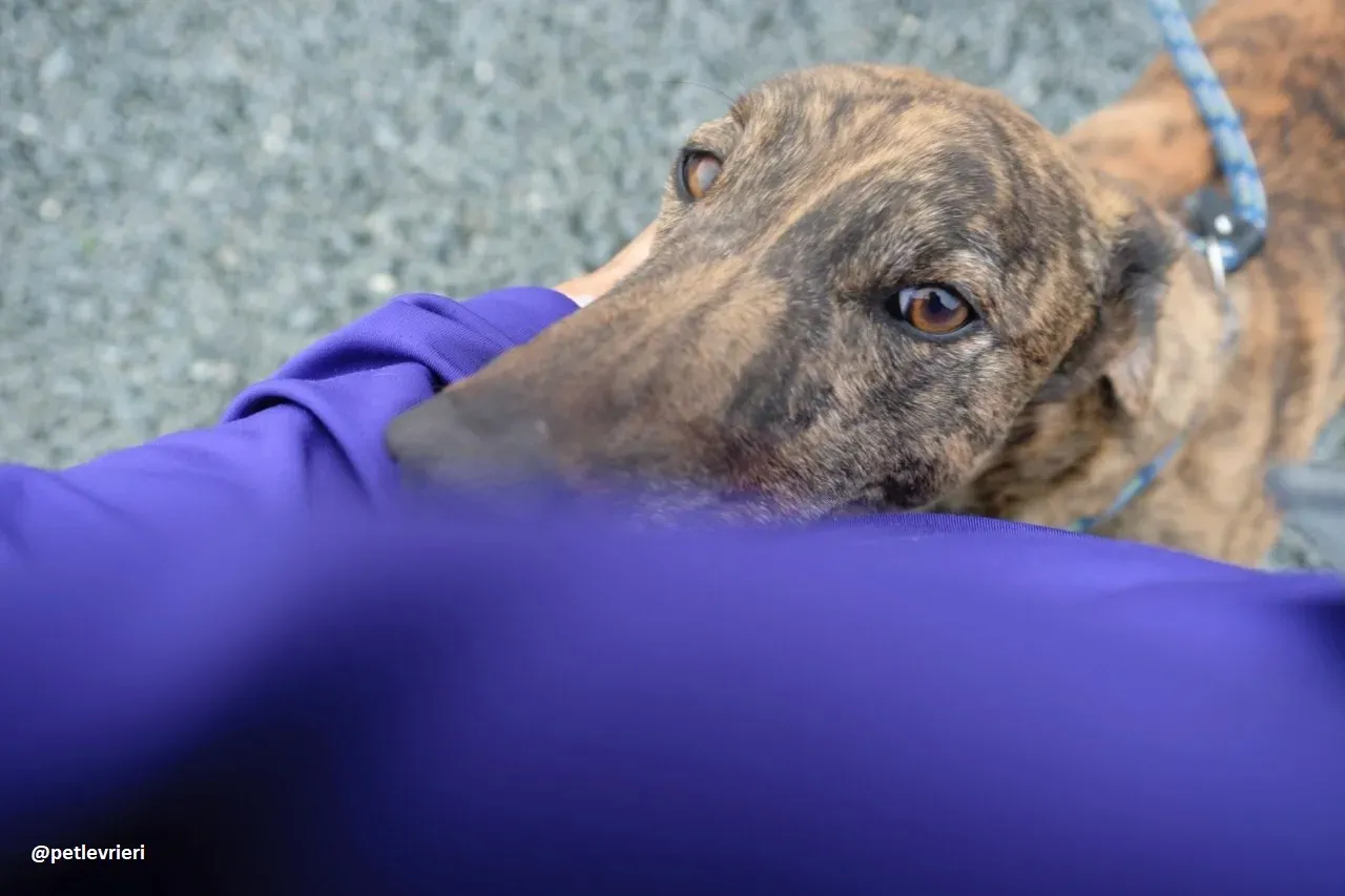 Jack adozione greyhound 5 1