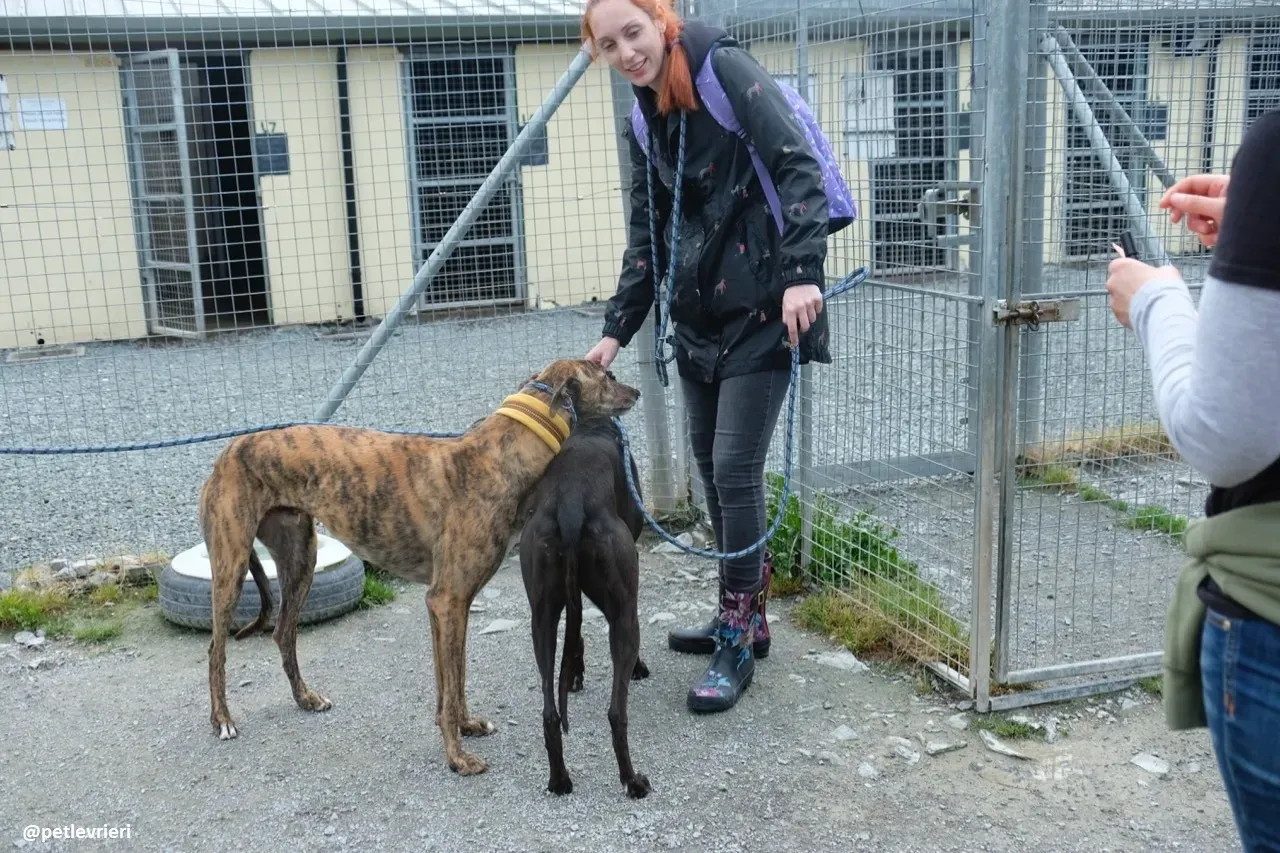 Jack adozione greyhound 6 1