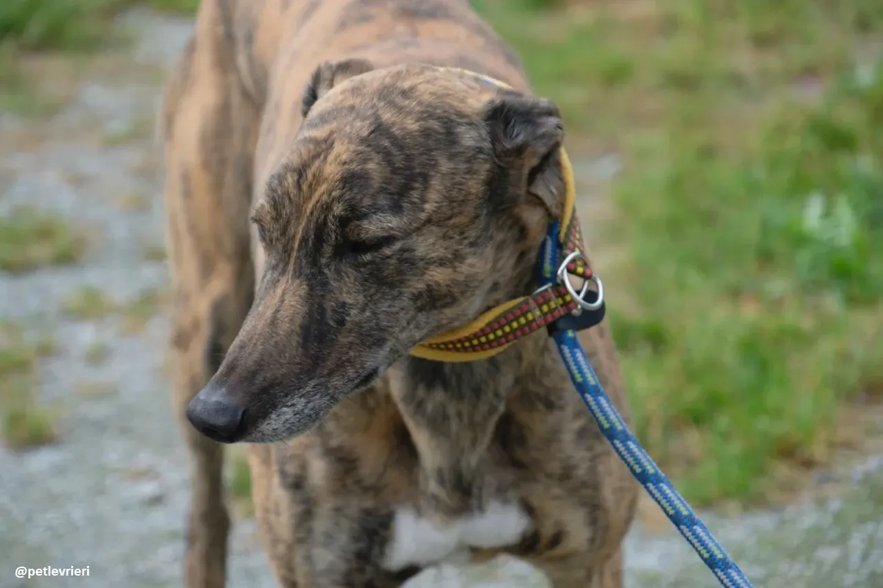 Jack adozione greyhound 7 1