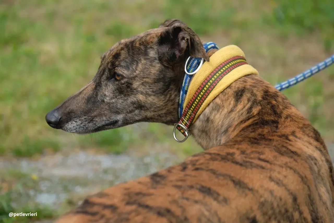 Jack adozione greyhound 8 1