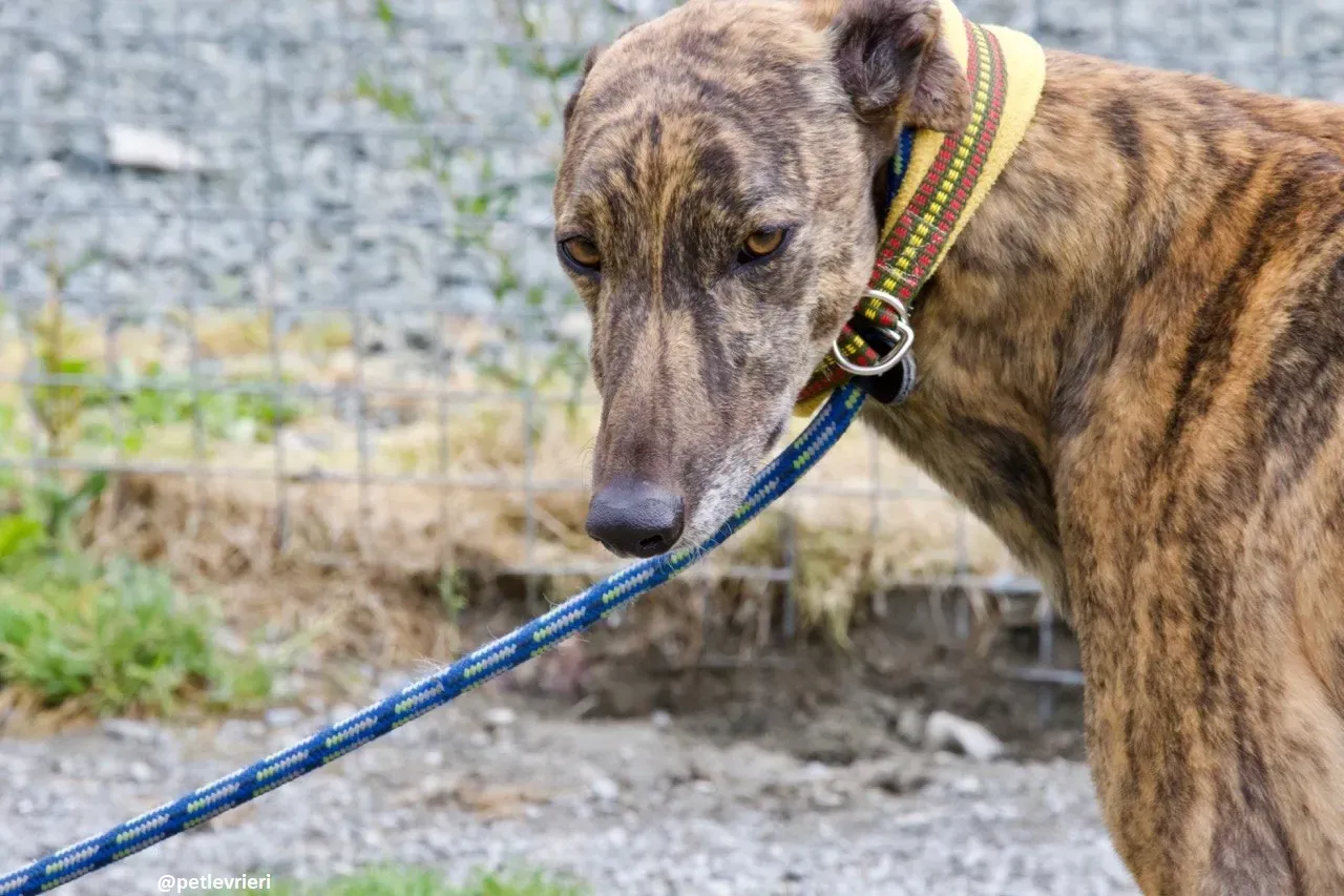 Jack adozione greyhound 9 1