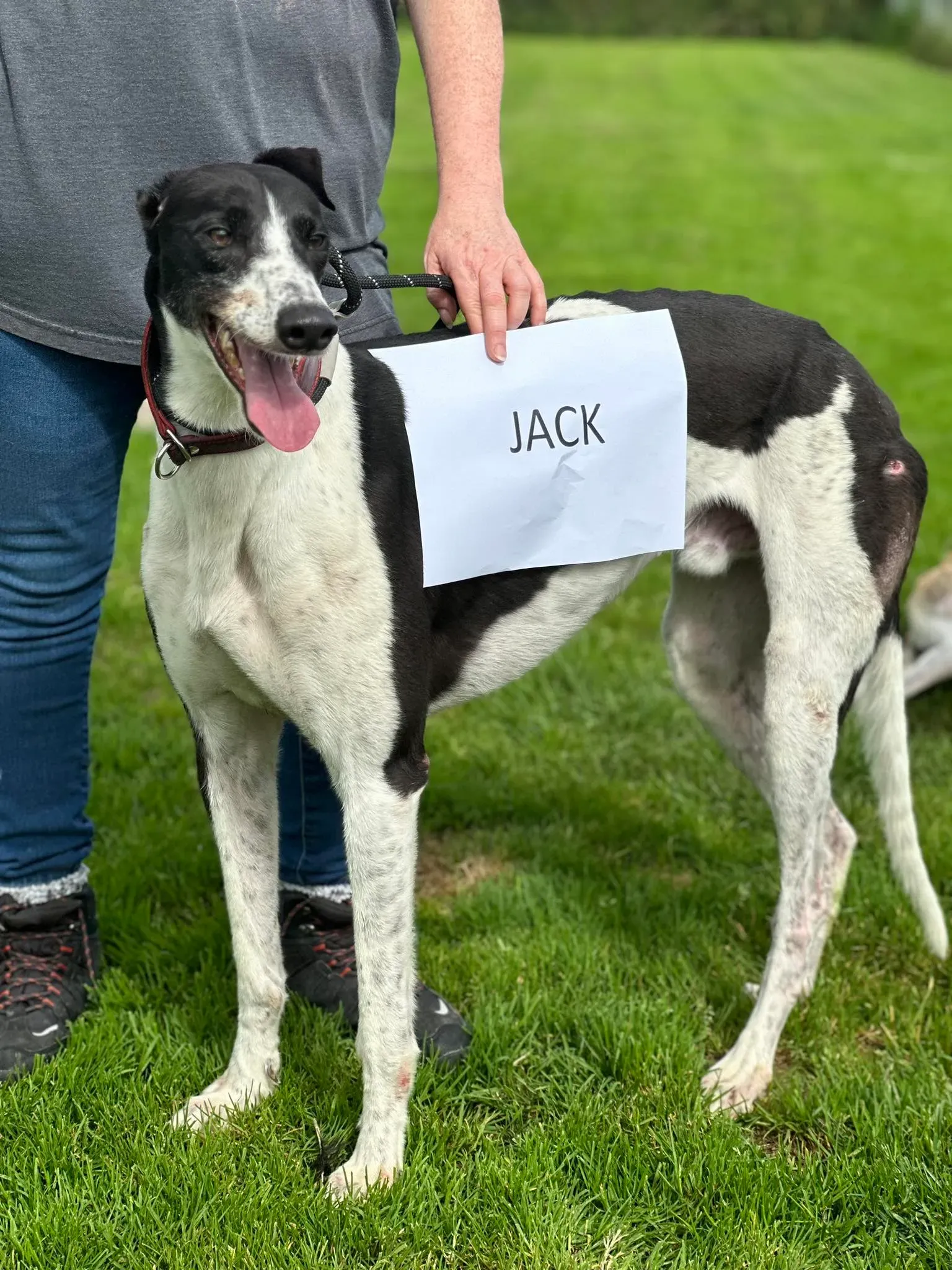 Jack adozione levrieri greyhound 11