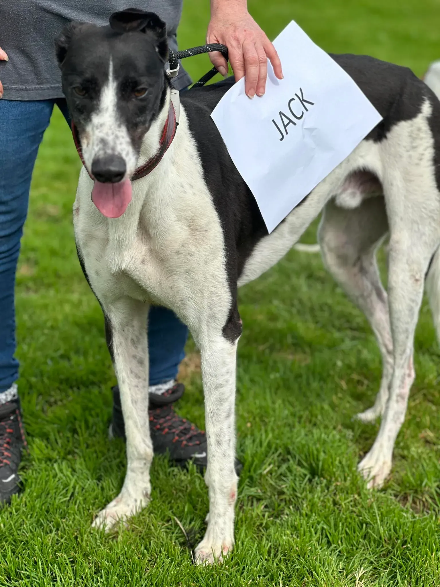 Jack adozione levrieri greyhound 12