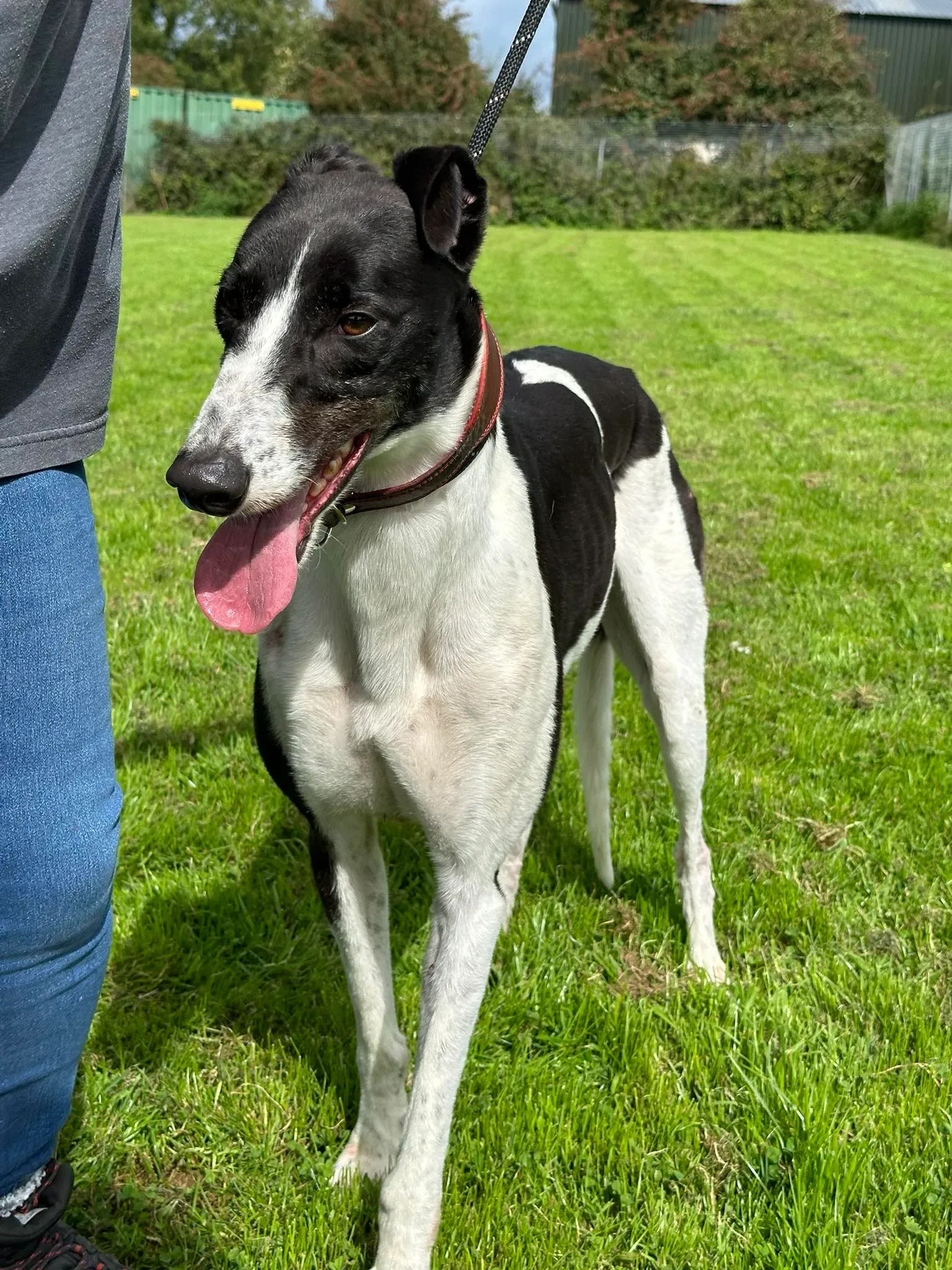 Jack adozione levrieri greyhound 16