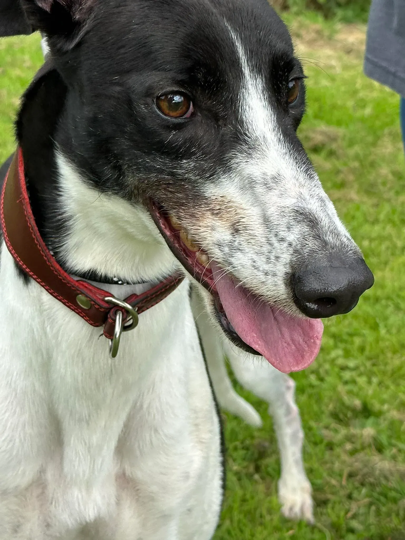 Jack adozione levrieri greyhound 3