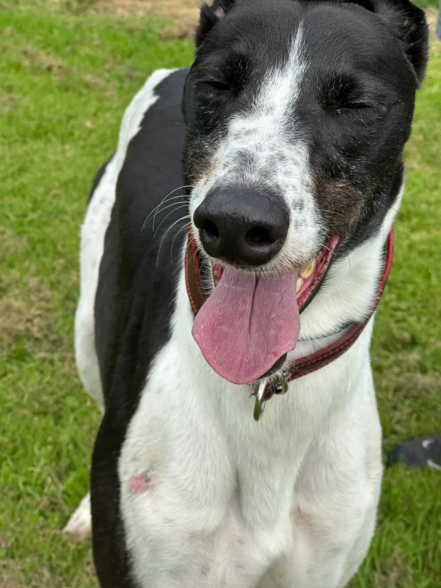 Jack adozione levrieri greyhound 2