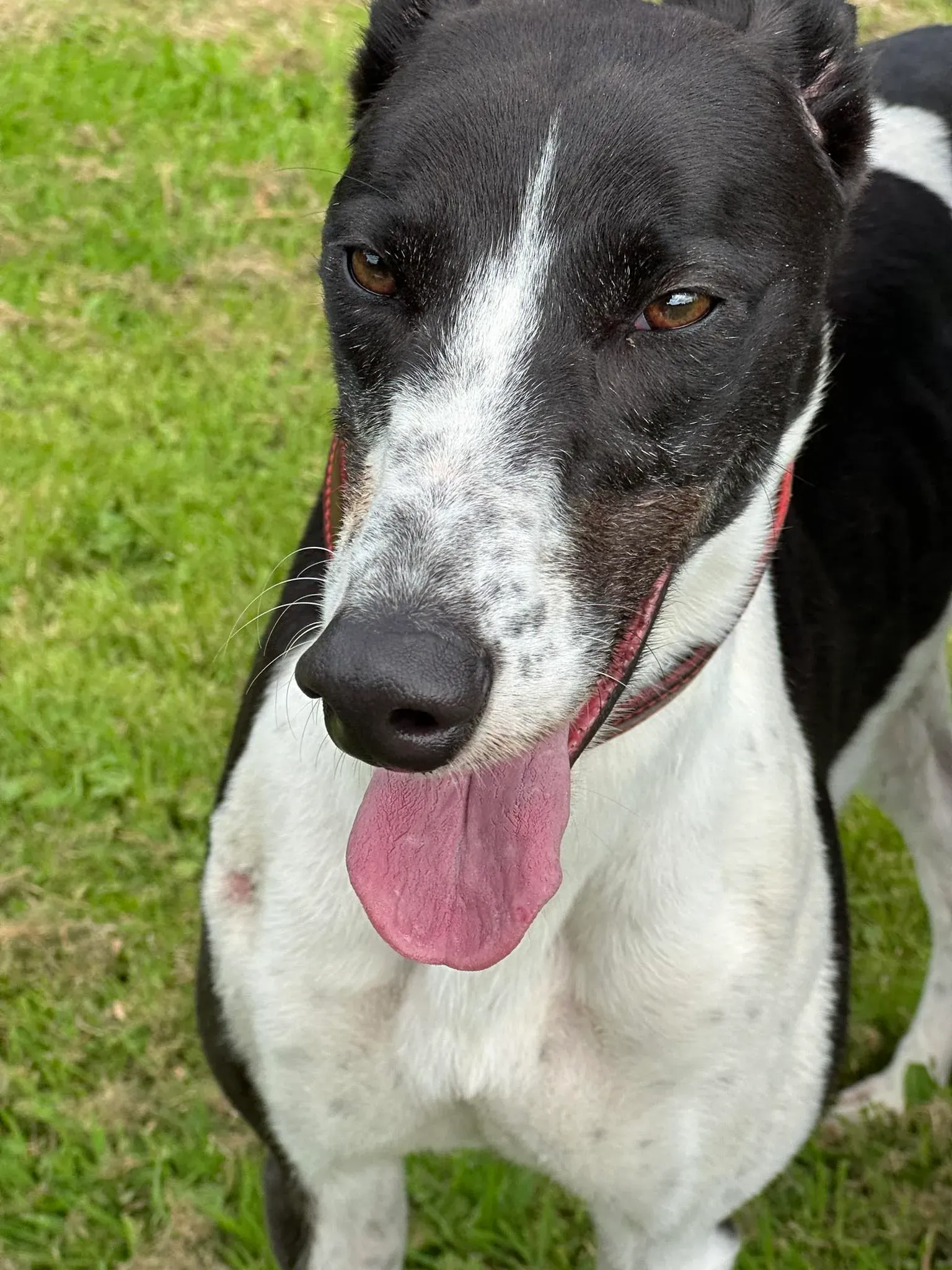 Jack adozione levrieri greyhound 4