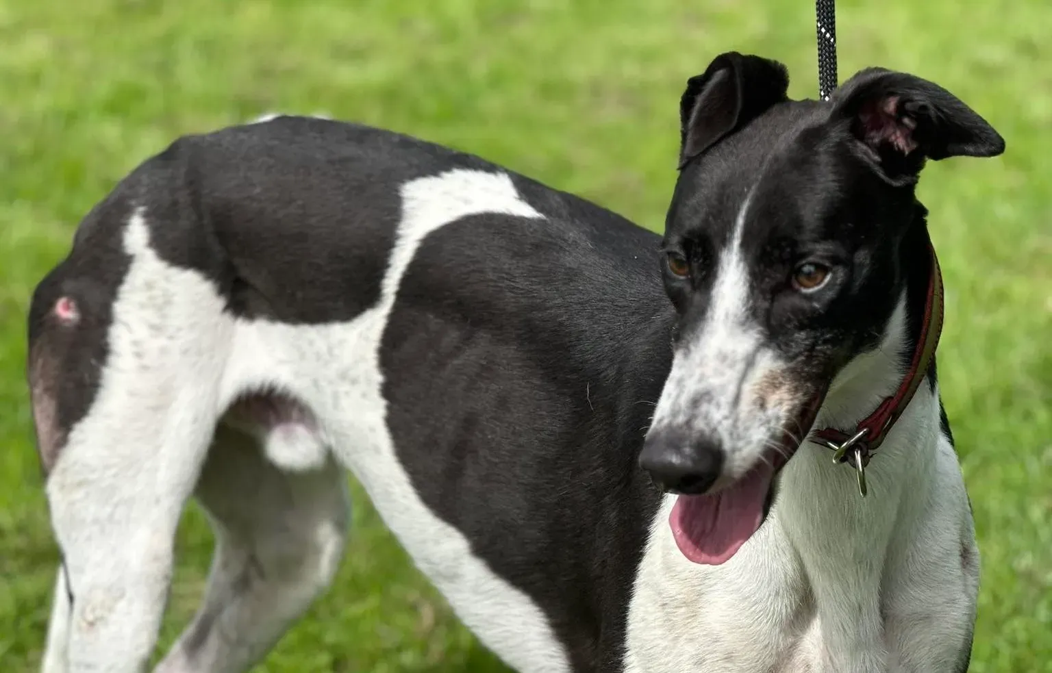 Jack adozione levrieri greyhound 21 e1694015051635