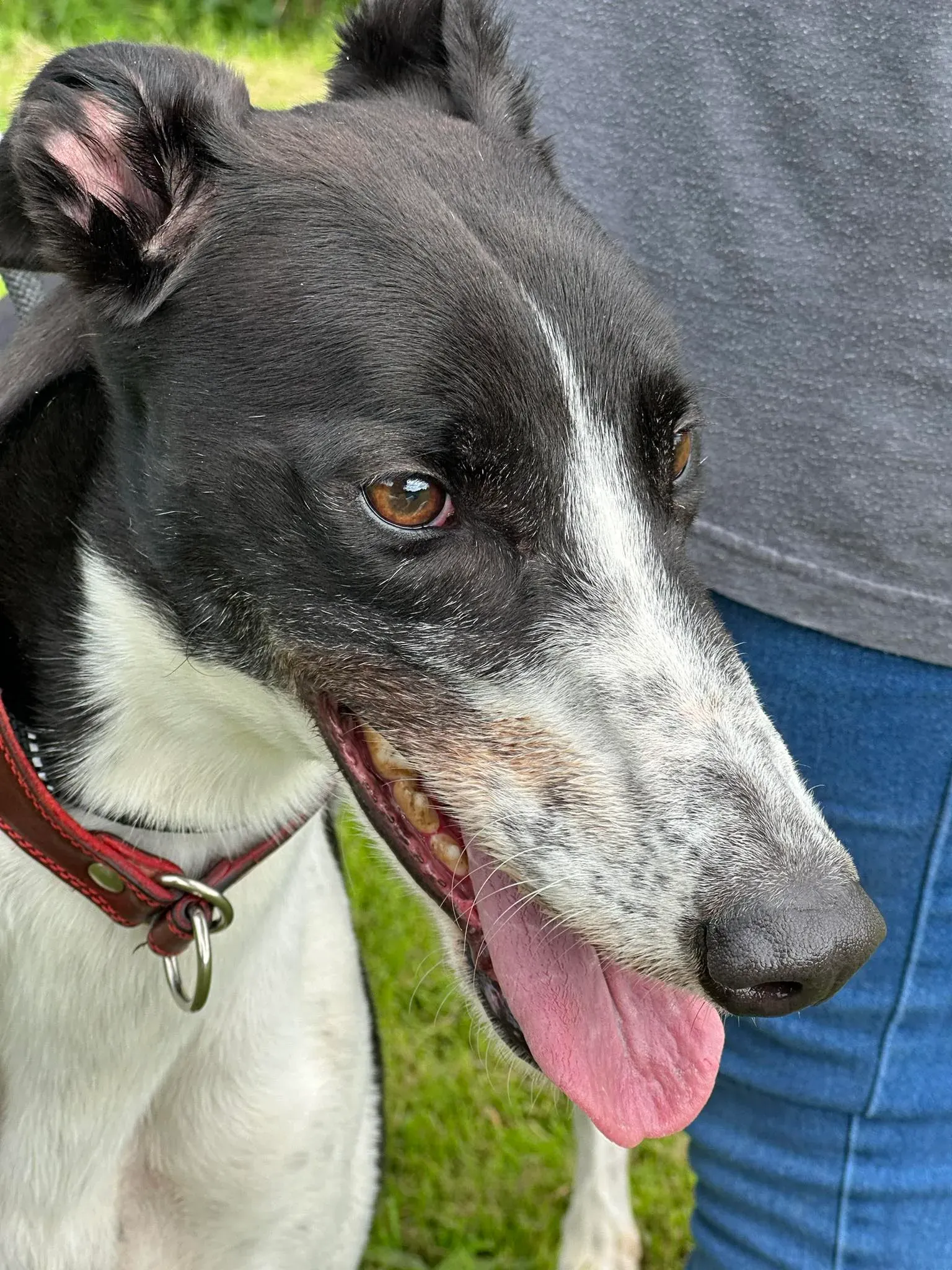 Jack adozione levrieri greyhound 5