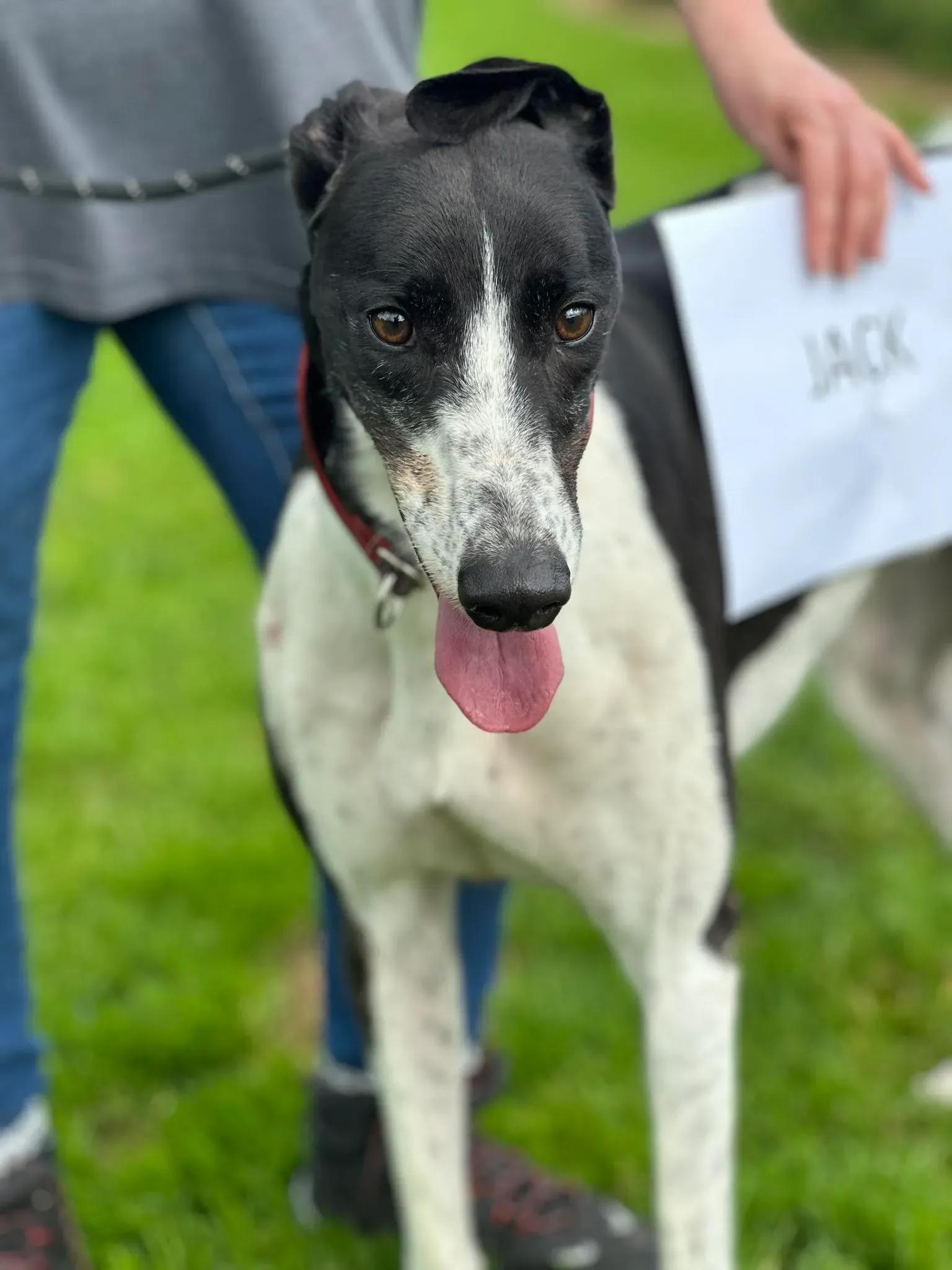 Jack adozione levrieri greyhound 13