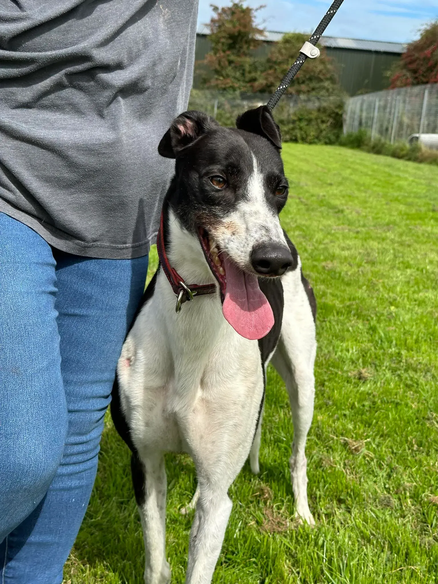 Jack adozione levrieri greyhound 15