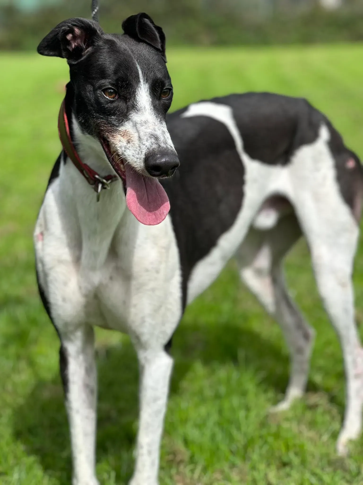 Jack adozione levrieri greyhound 17