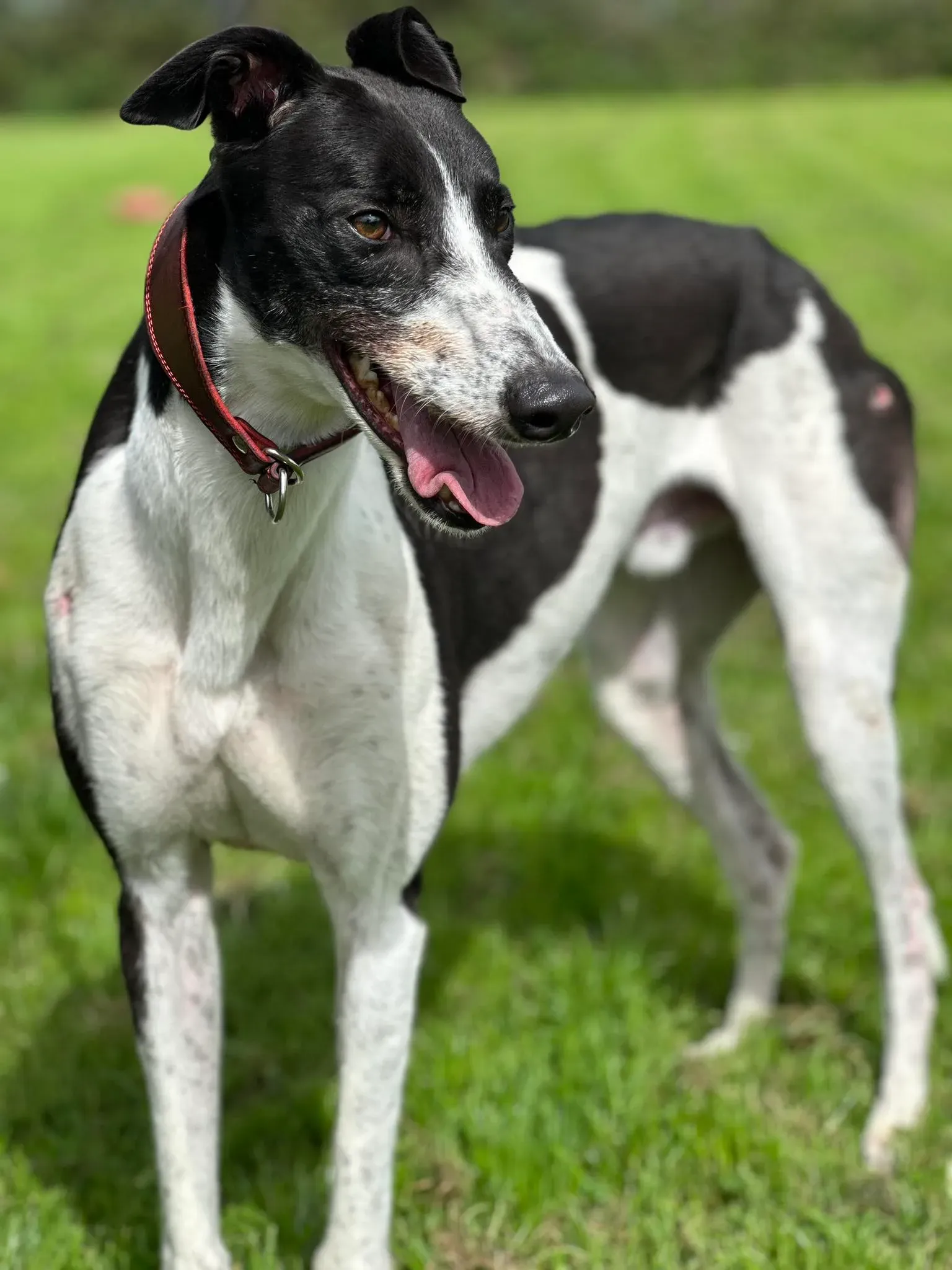 Jack adozione levrieri greyhound 18