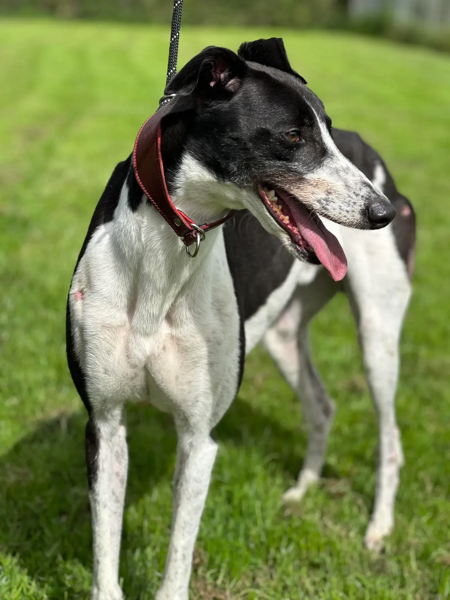 Jack adozione levrieri greyhound 19