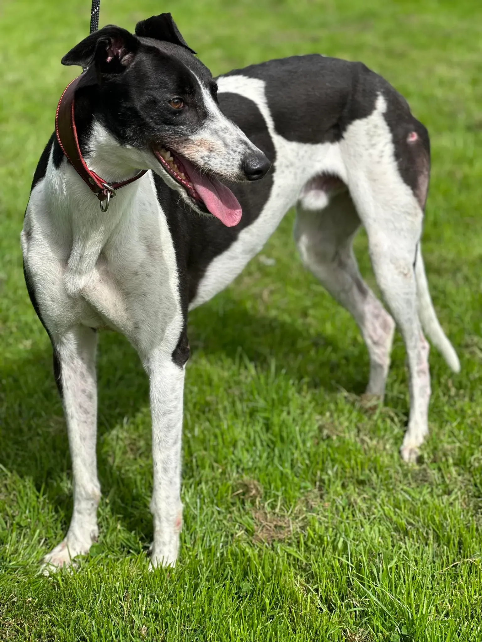 Jack adozione levrieri greyhound 20