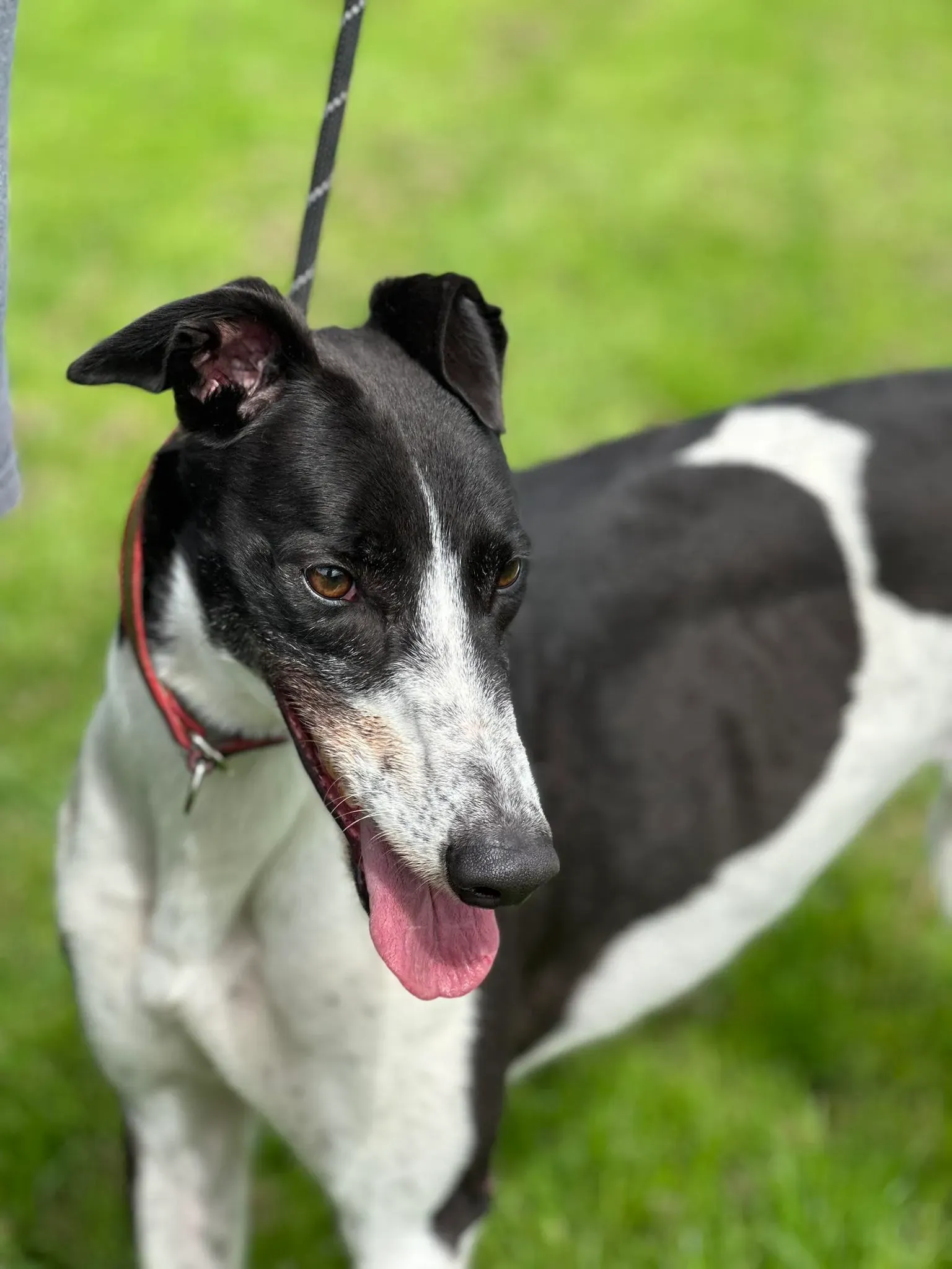 Jack adozione levrieri greyhound 22