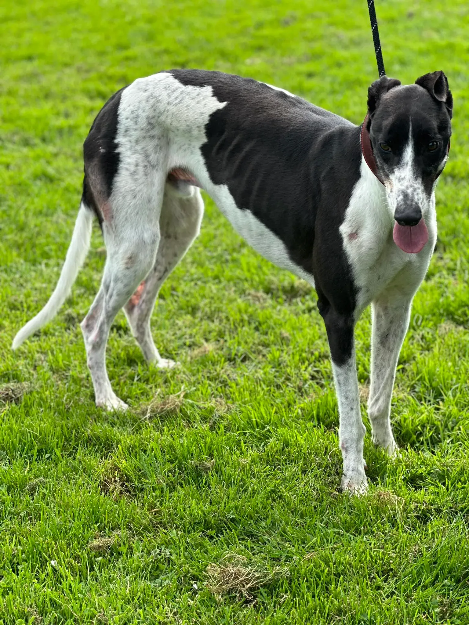 Jack adozione levrieri greyhound 23