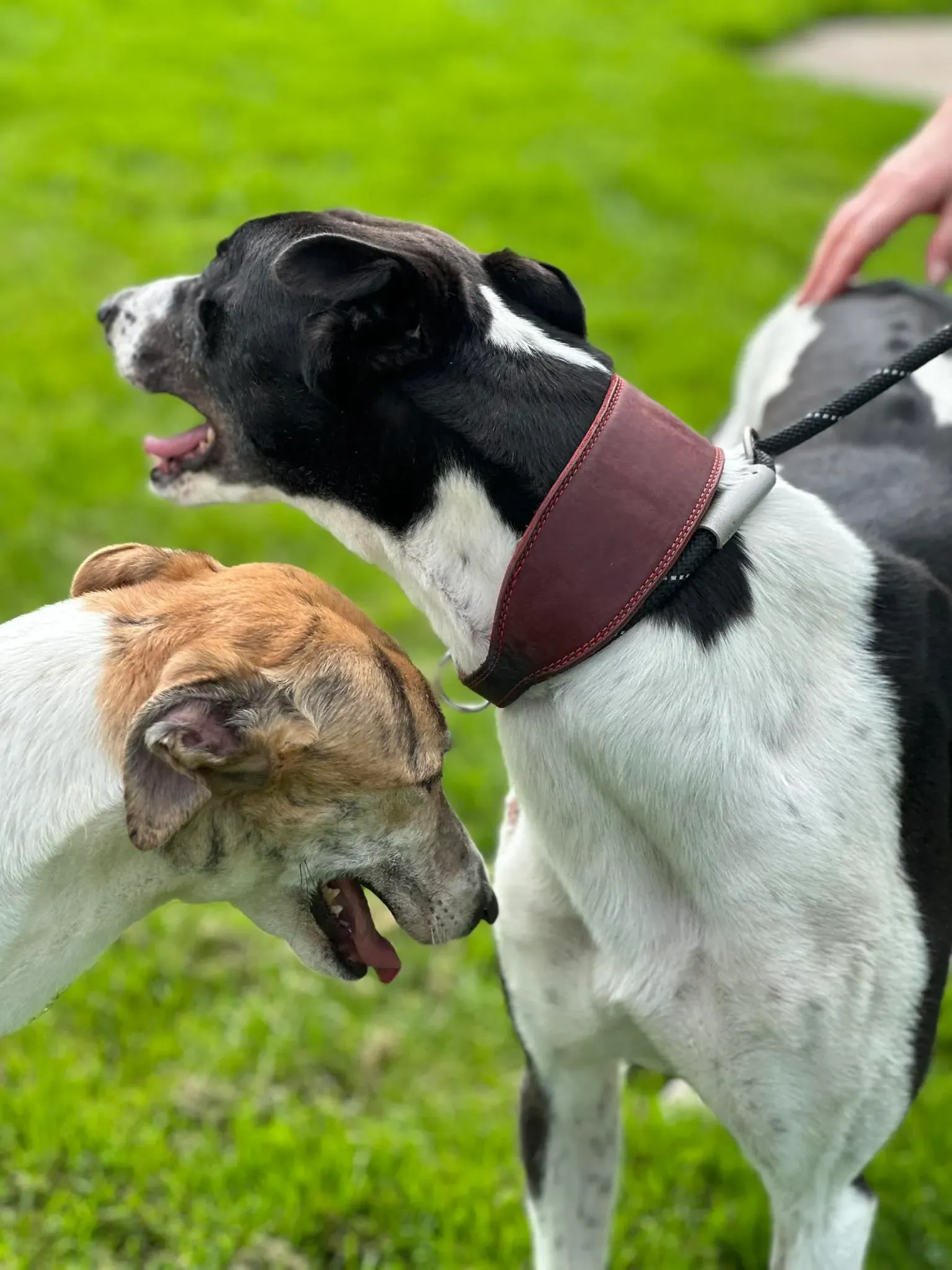 Jack adozione levrieri greyhound 24