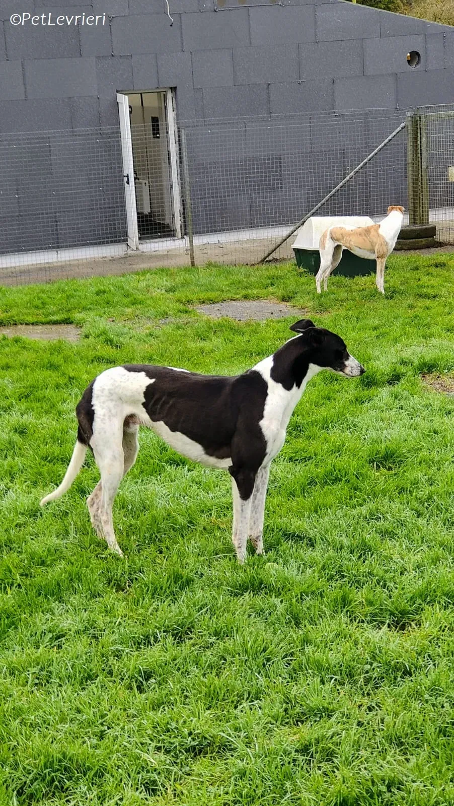 Jack adozione levrieri greyhound 25