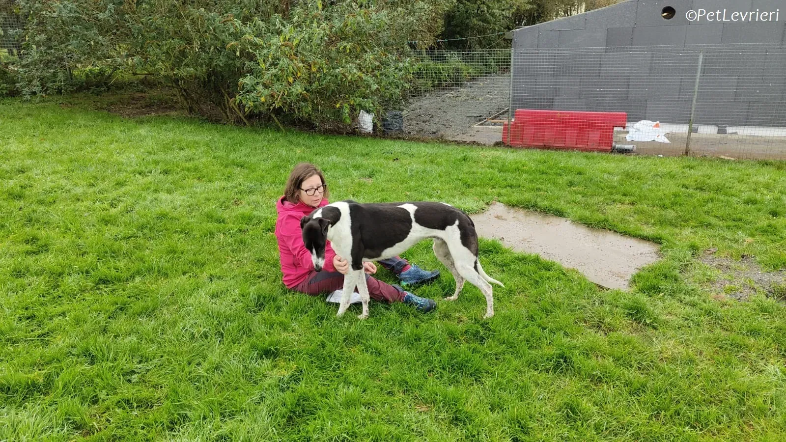 Jack adozione levrieri greyhound 26