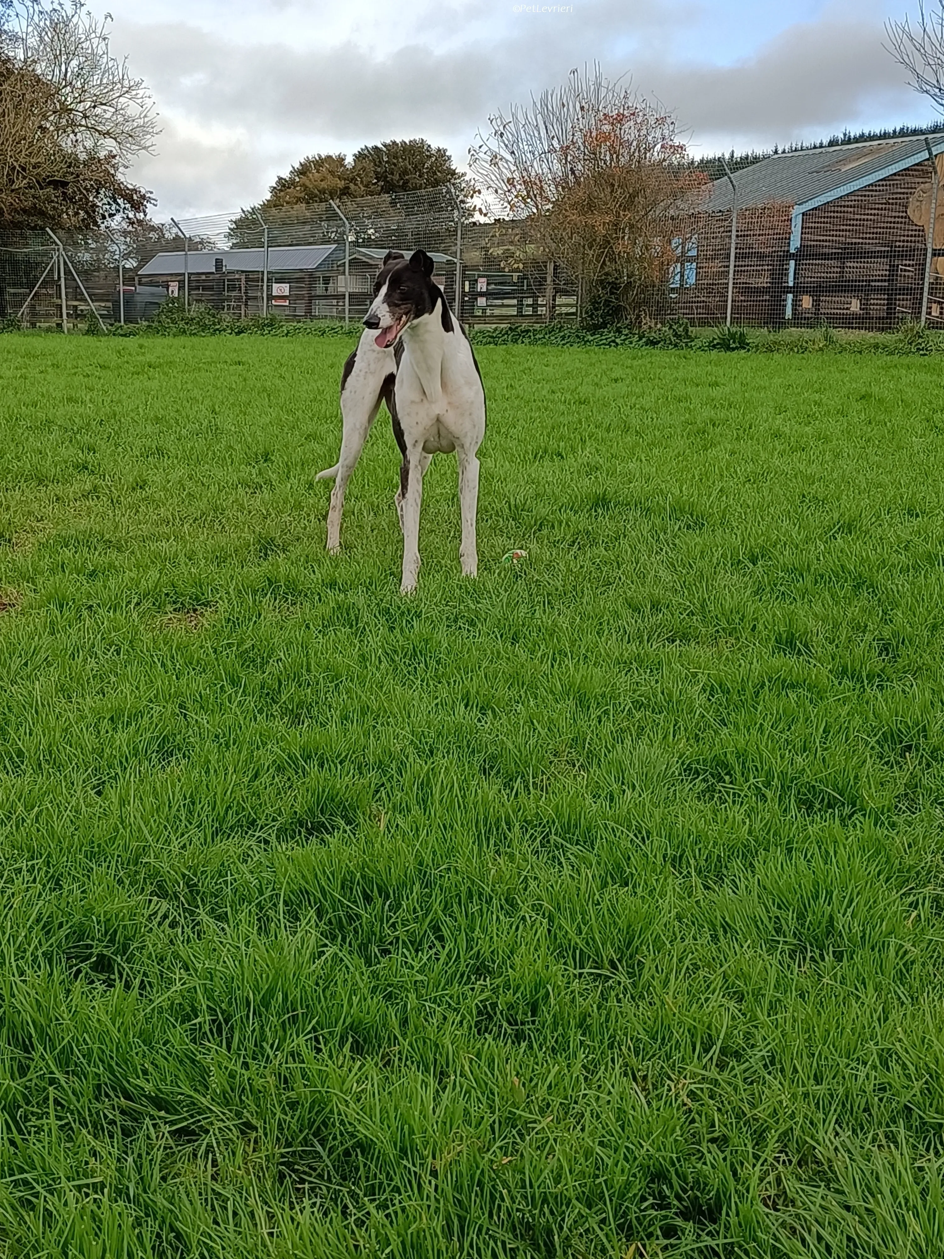 Jack adozione levrieri greyhound 28