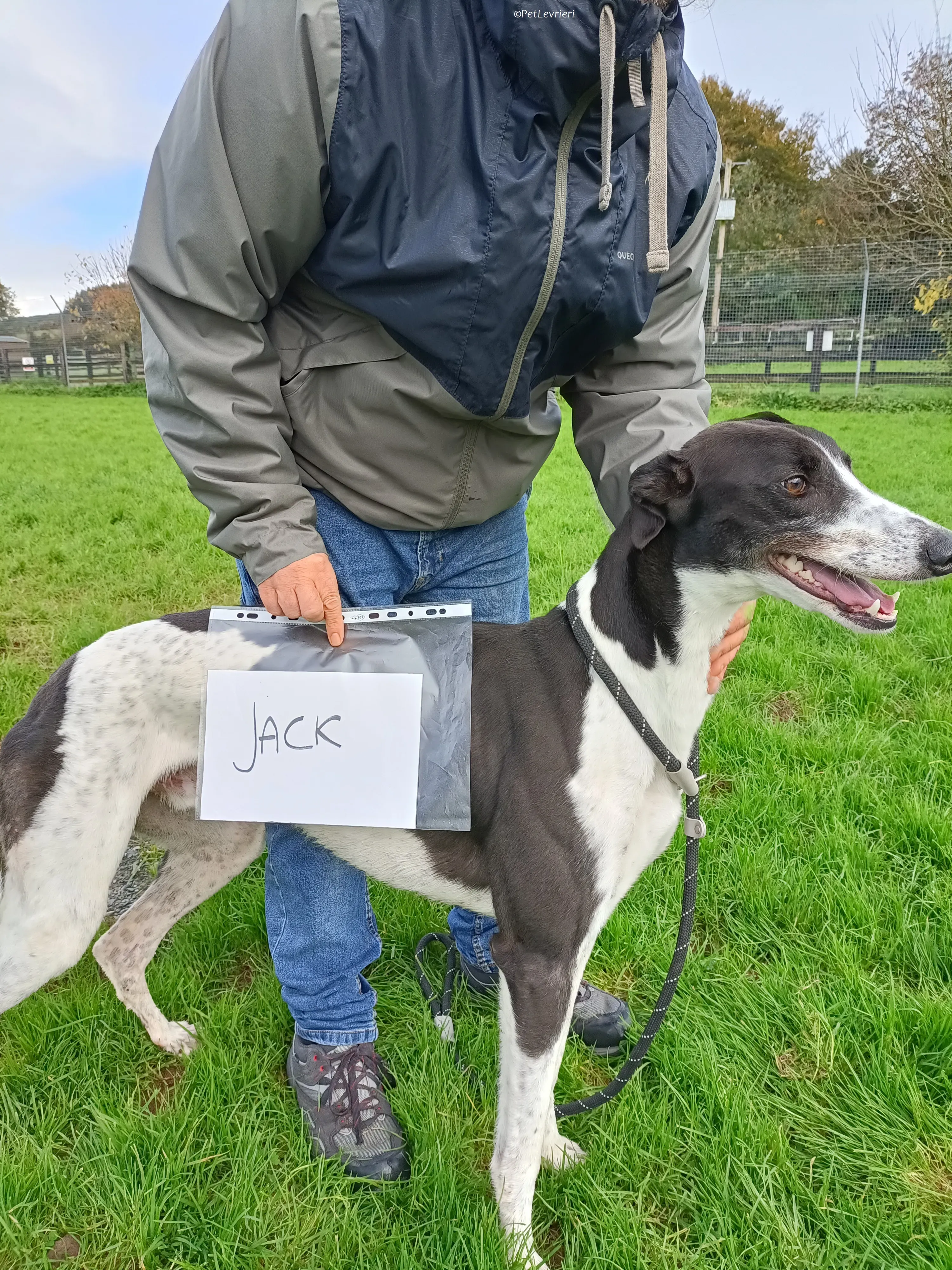 Jack adozione levrieri greyhound 29