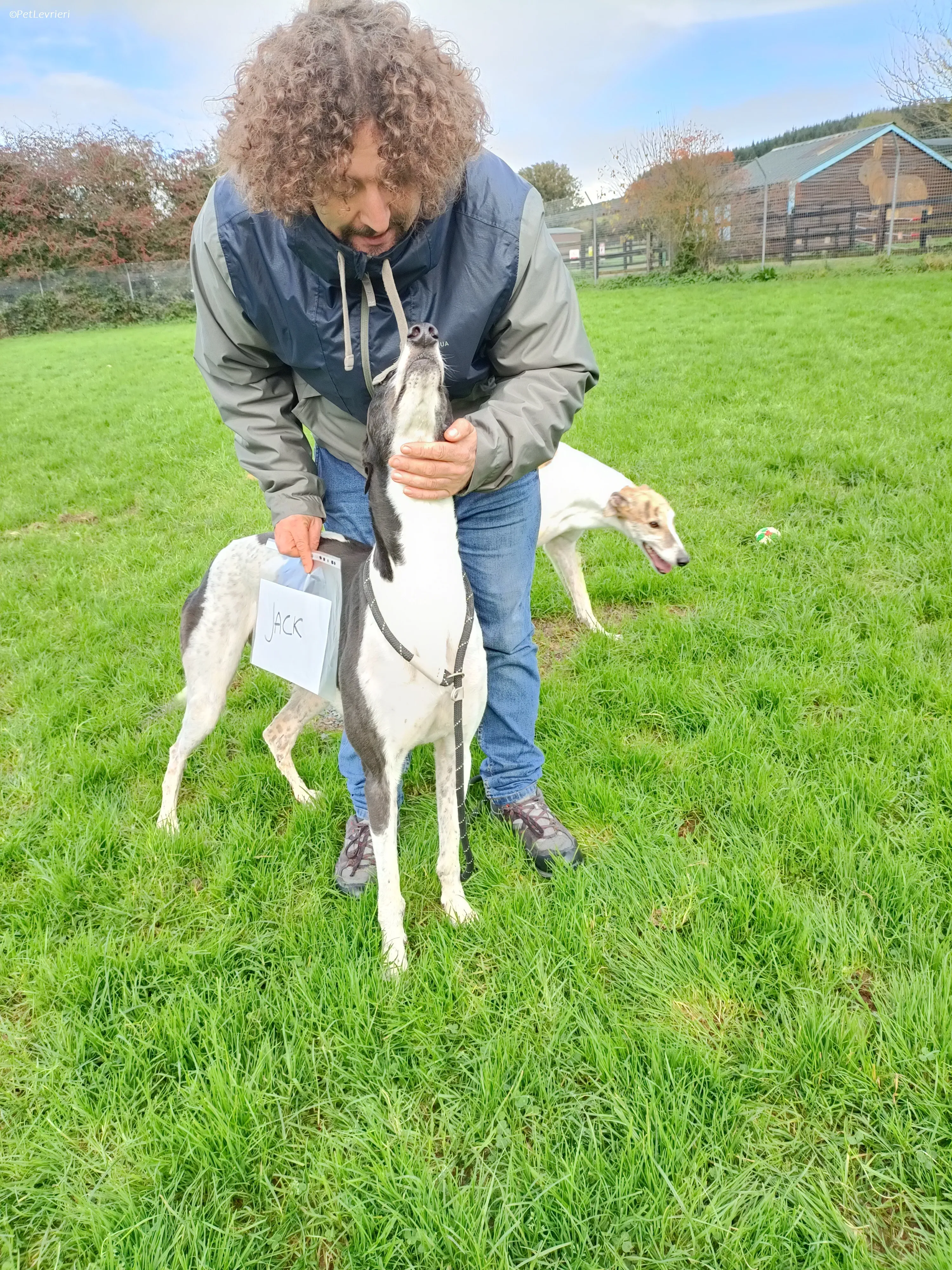 Jack adozione levrieri greyhound 30