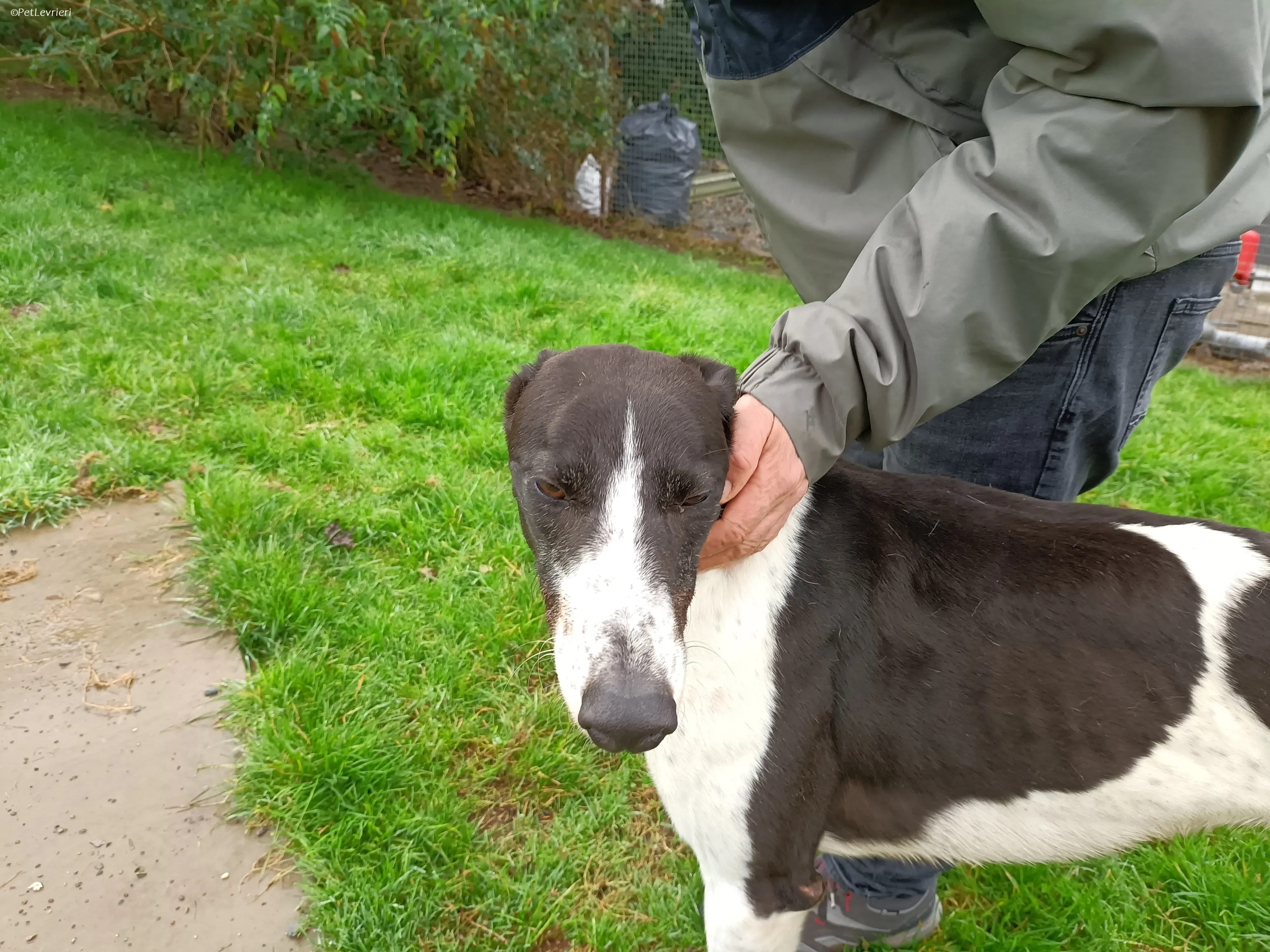 Jack adozione levrieri greyhound 31