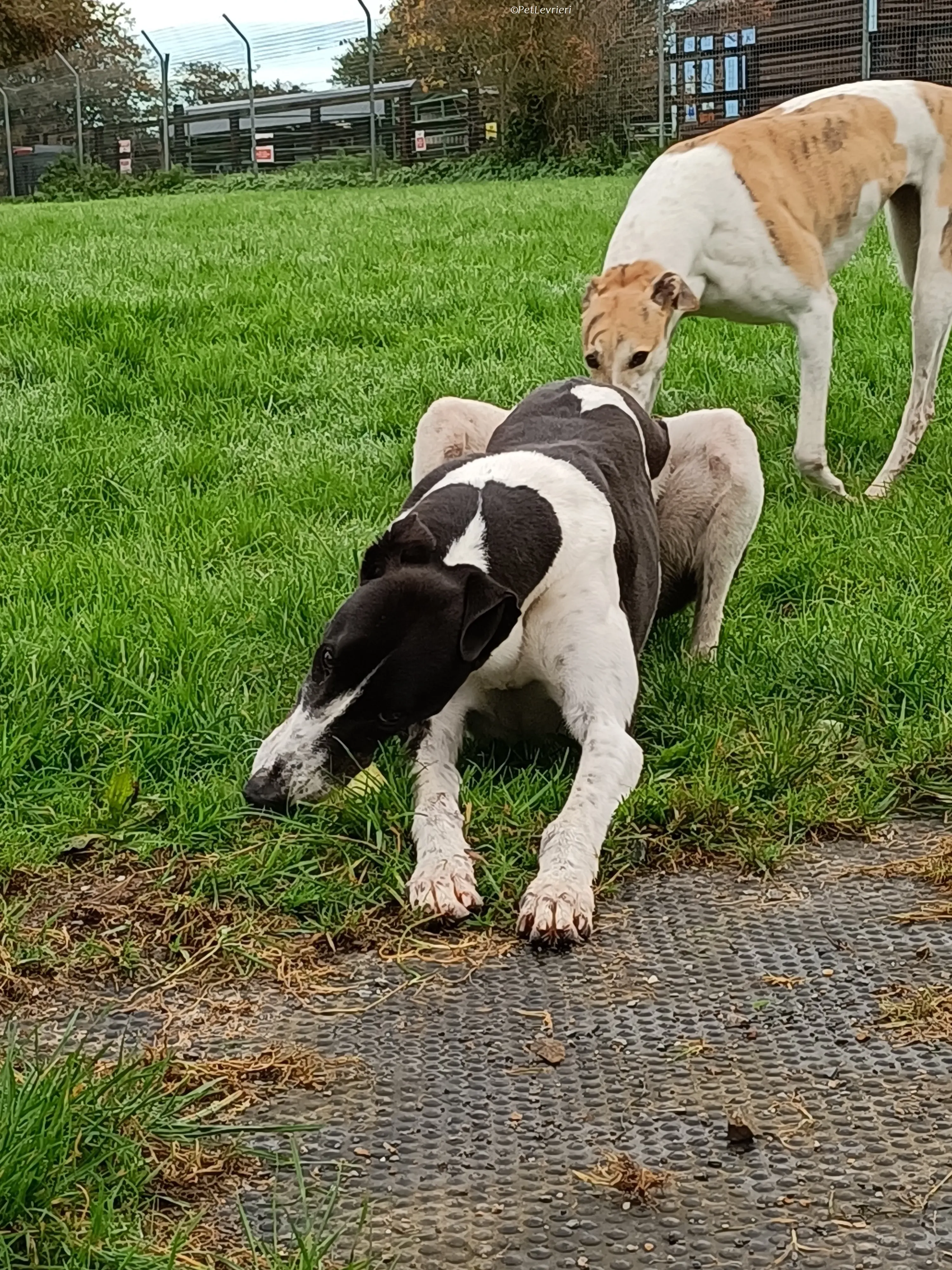 Jack adozione levrieri greyhound 32