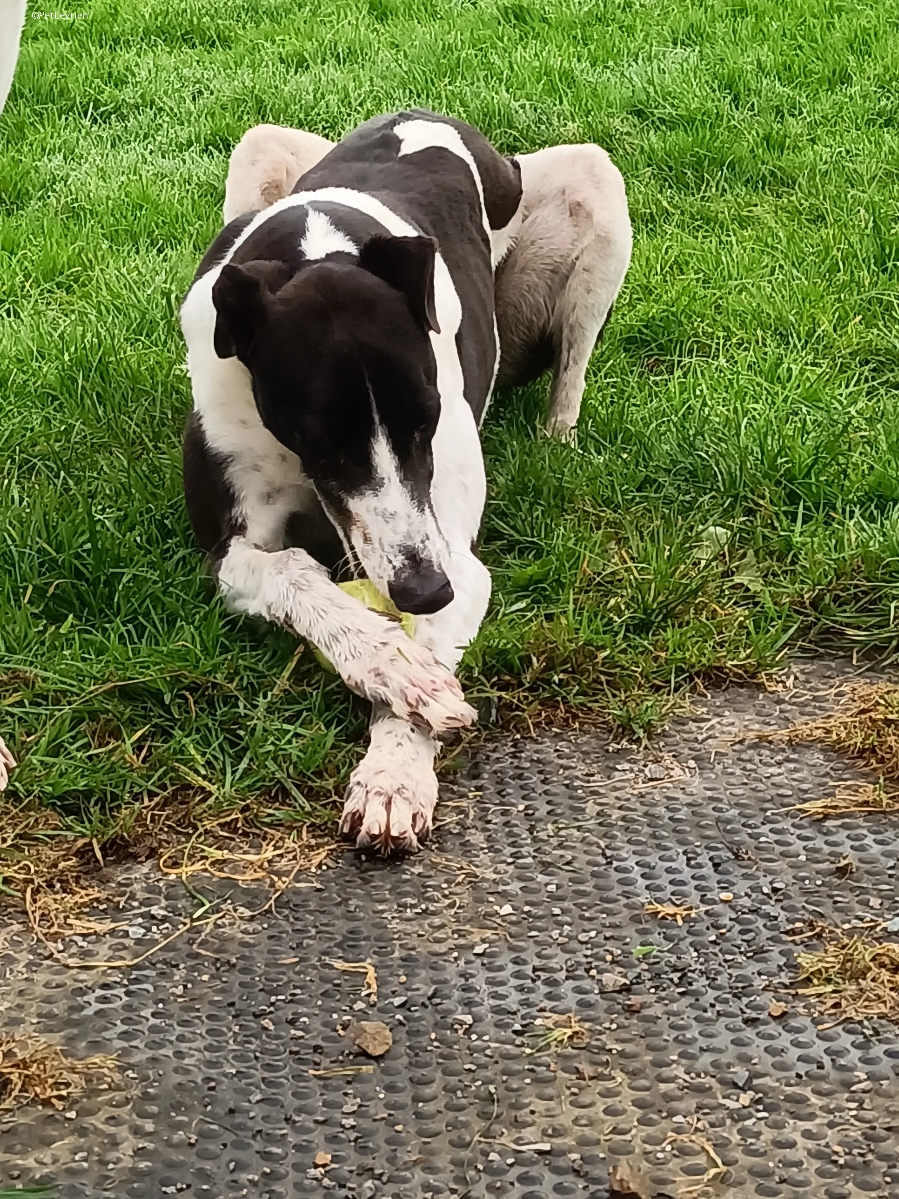 Jack adozione levrieri greyhound 33