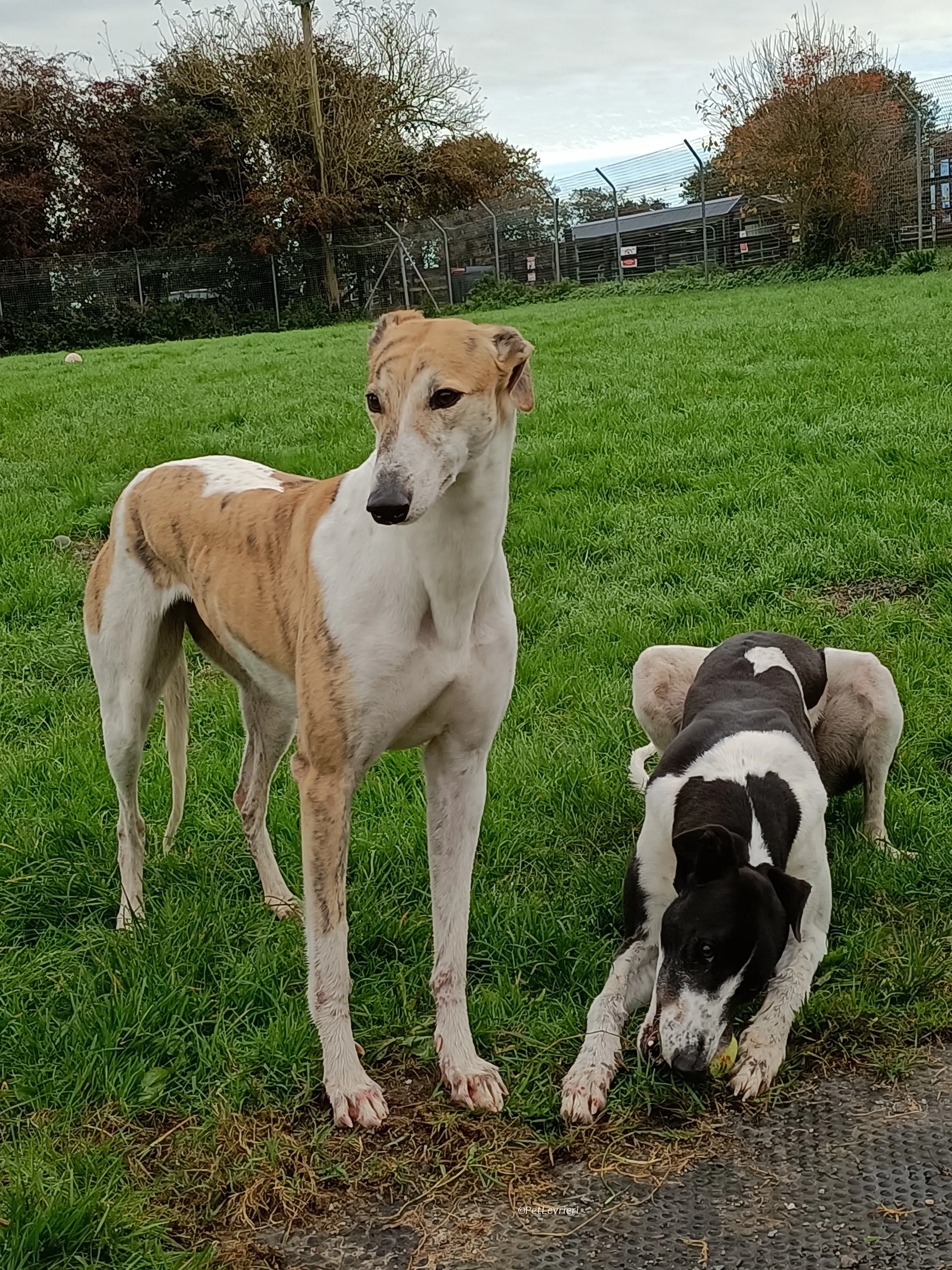 Jack adozione levrieri greyhound 34