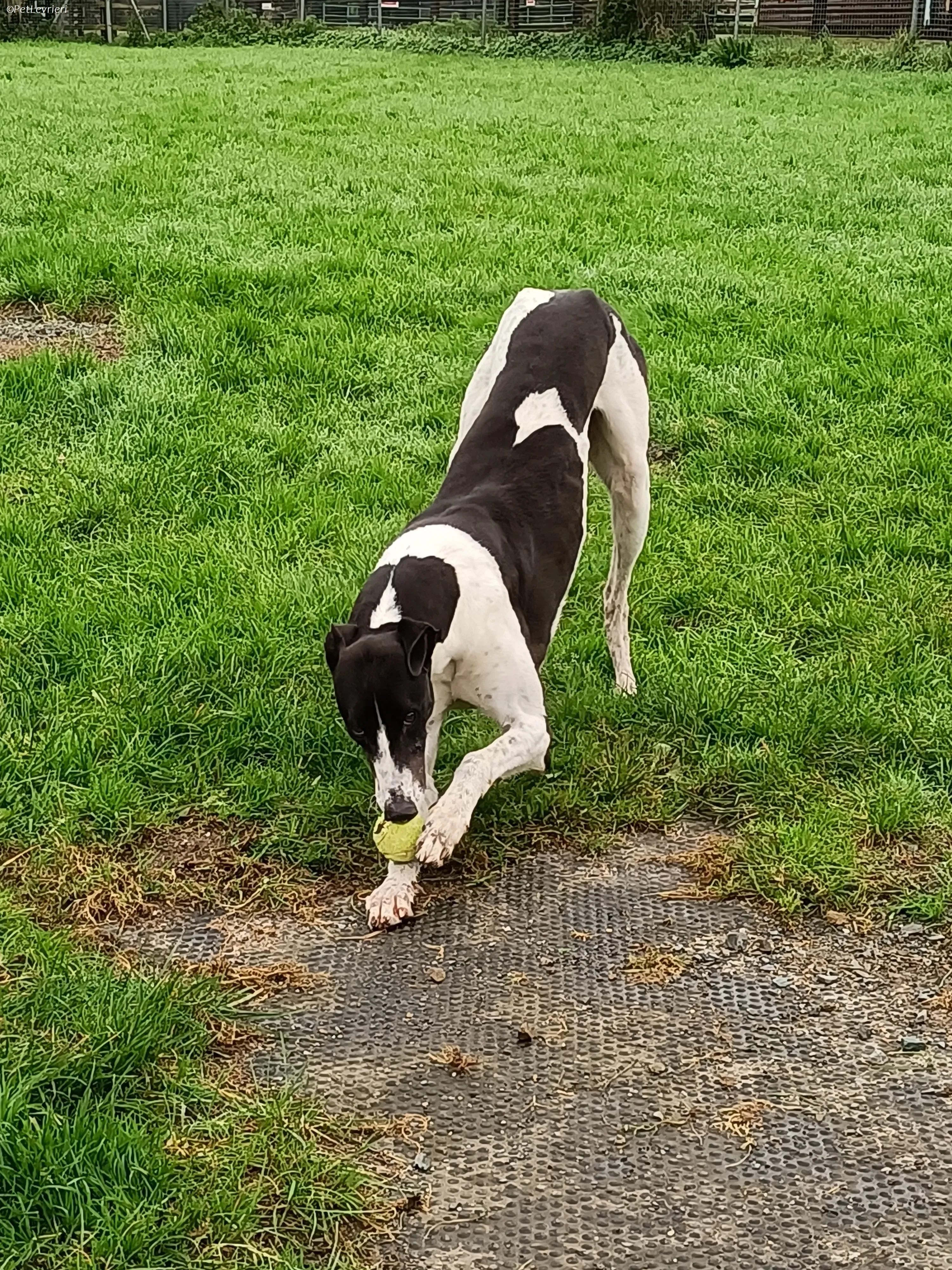 Jack adozione levrieri greyhound 35